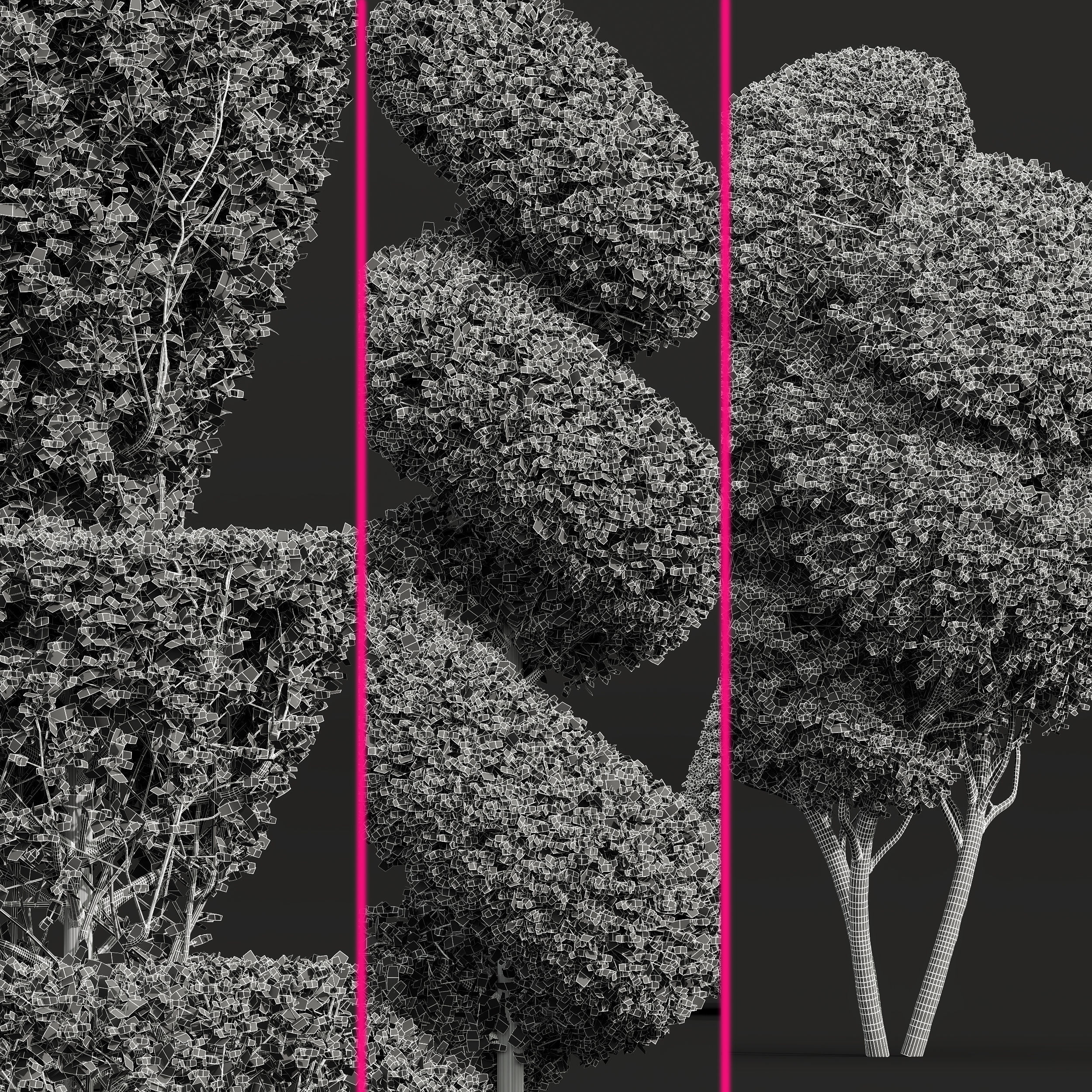 Ficus Concinna Bonsai Pruned 7 3D model_3