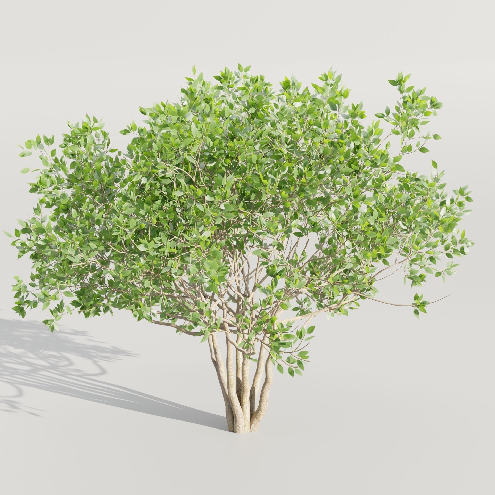 collection of bushes vol 164-Blender 3D model_4
