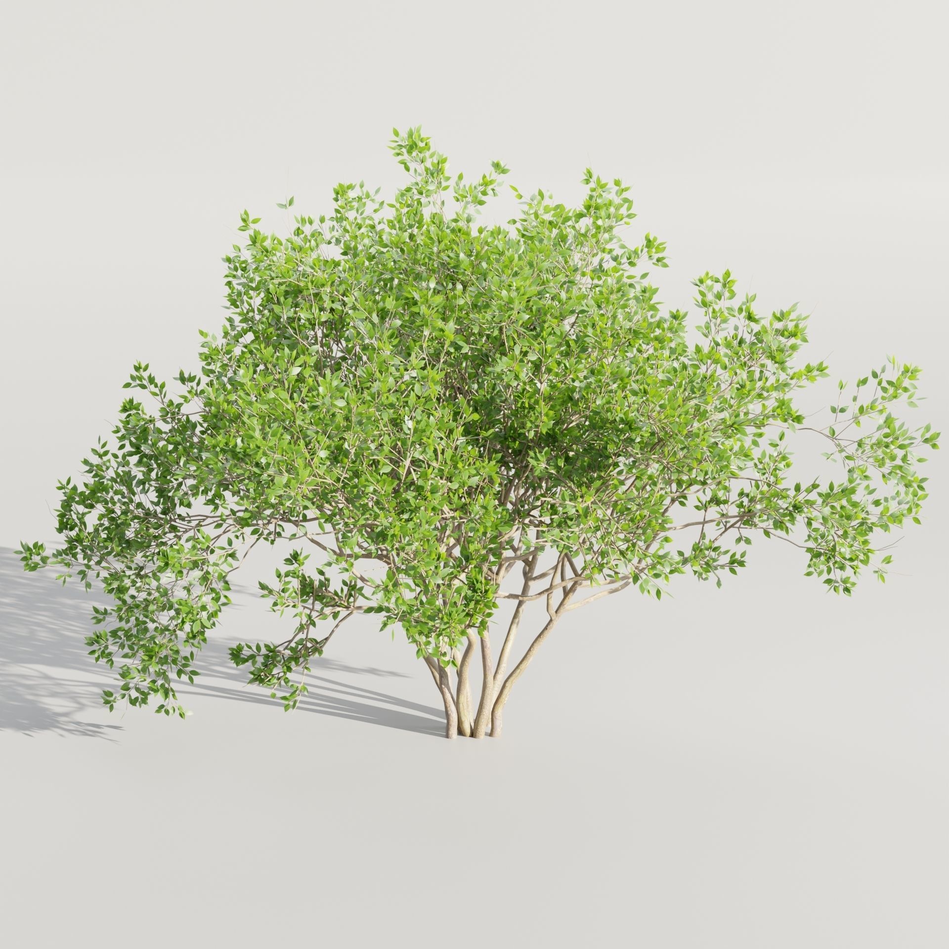 collection of bushes vol 164-Blender 3D model_9