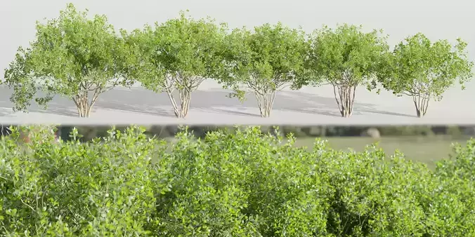 collection of bushes vol 164-Blender 3D model