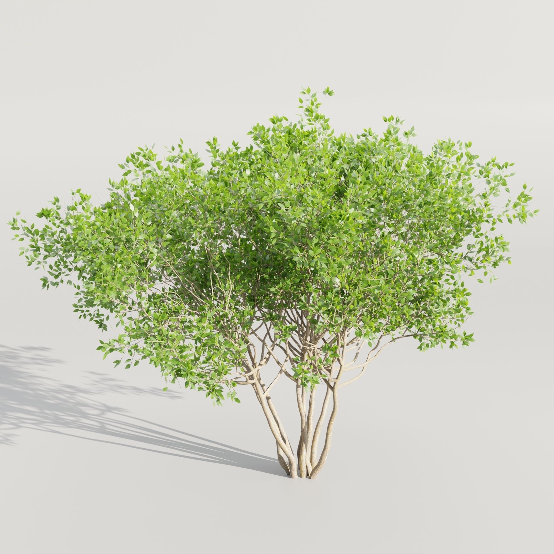 collection of bushes vol 164-Blender 3D model_5