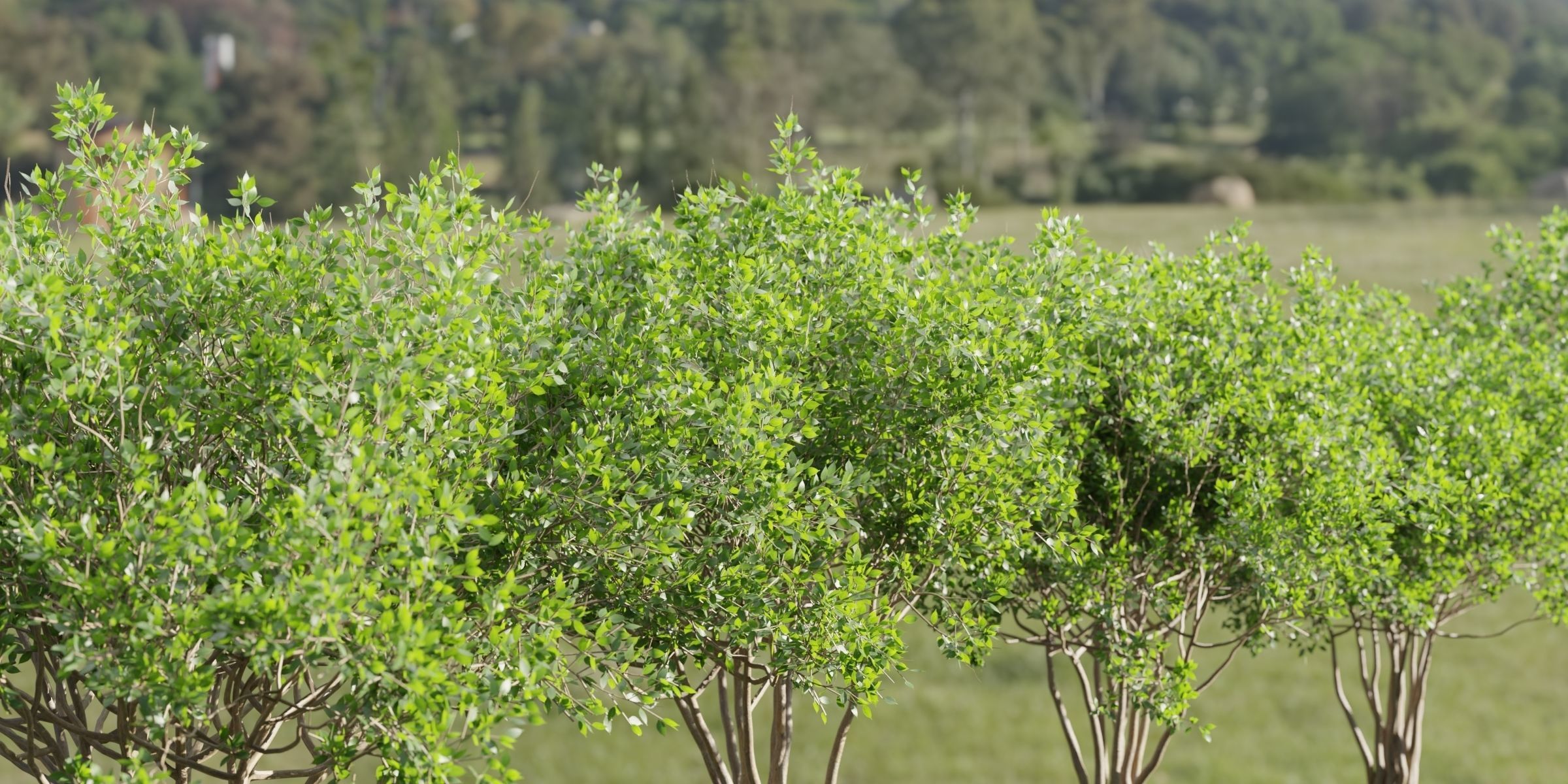 collection of bushes vol 164-Blender 3D model_2
