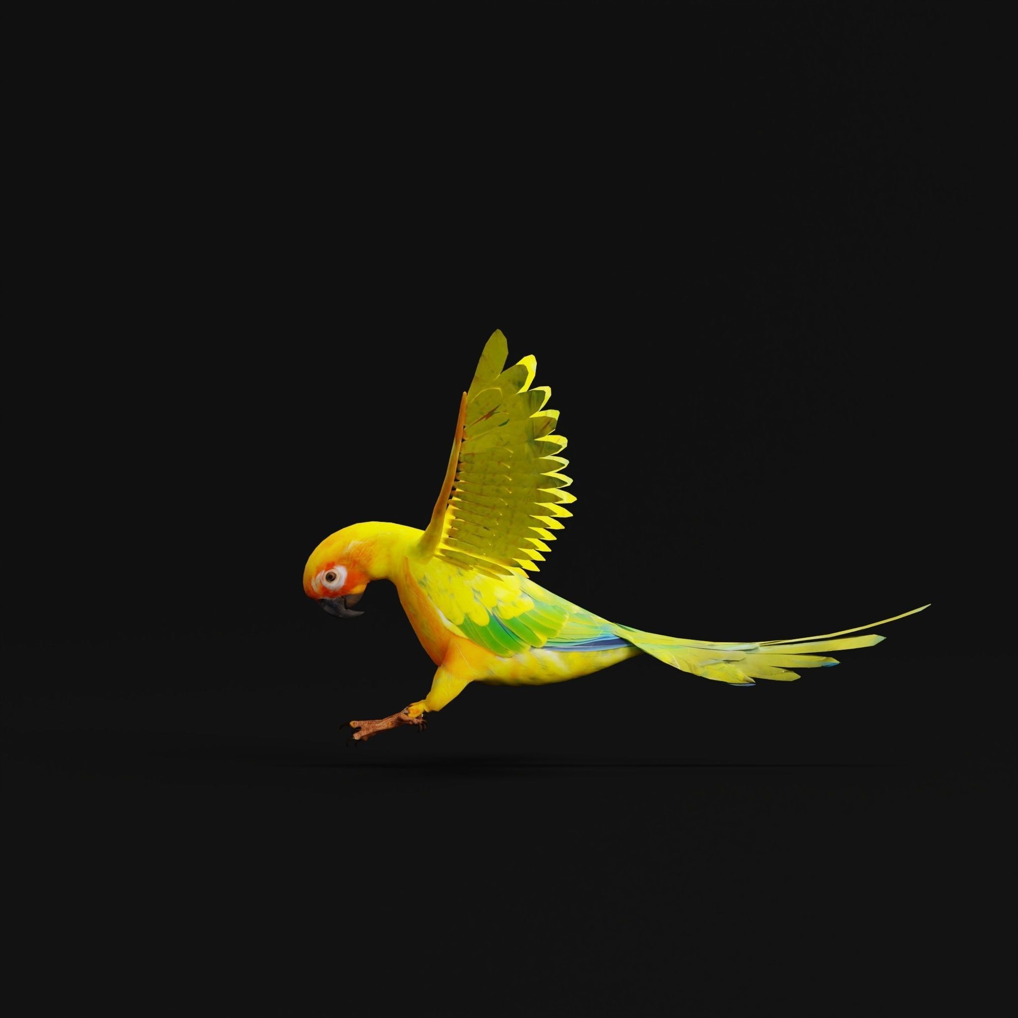Sun Conures Parakeet Bird Low-poly 3D model_6
