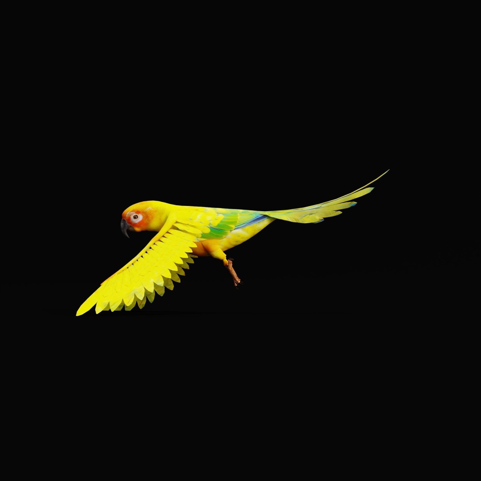 Sun Conures Parakeet Bird Low-poly 3D model_4
