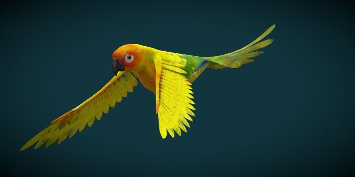 Sun Conures Parakeet Bird Low-poly 3D model_28