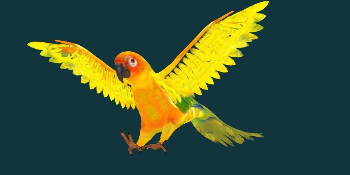 Sun Conures Parakeet Bird Low-poly 3D model_25
