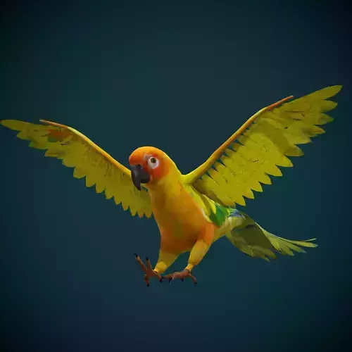 Sun Conures Parakeet Bird Low-poly 3D model