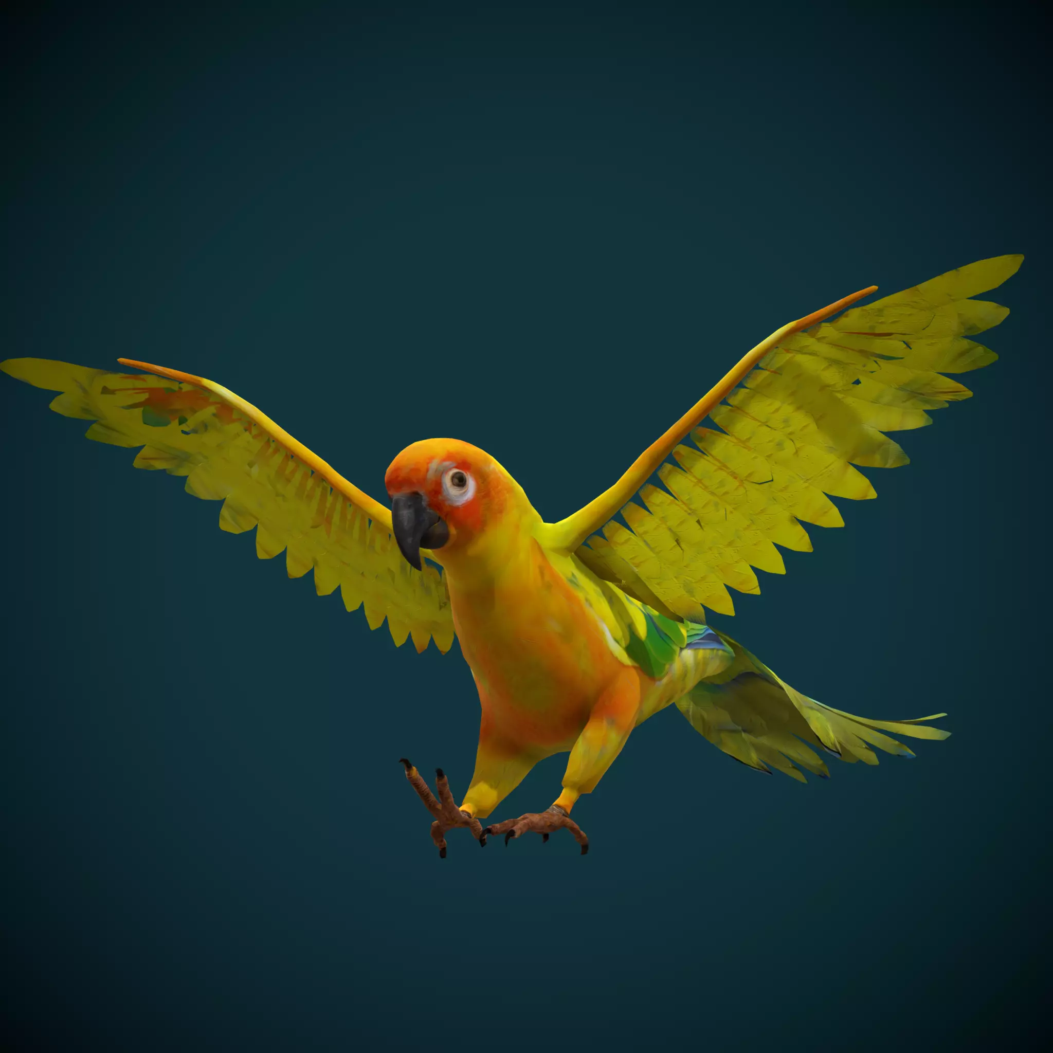 Sun Conures Parakeet Bird Low-poly 3D model_0