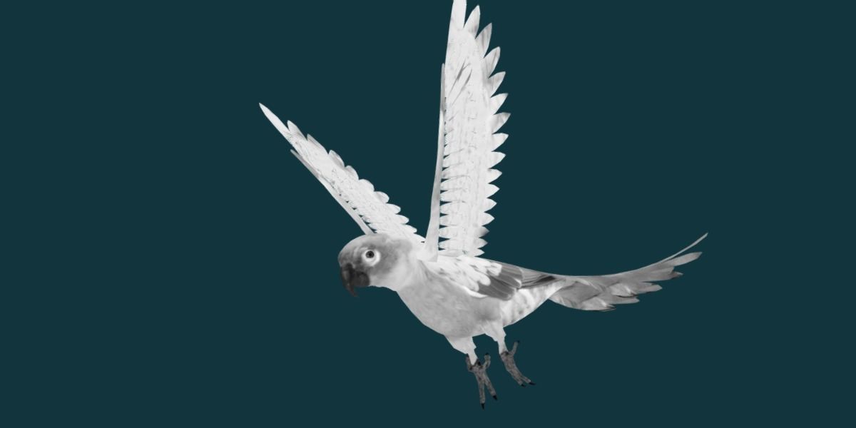 Sun Conures Parakeet Bird Low-poly 3D model_9