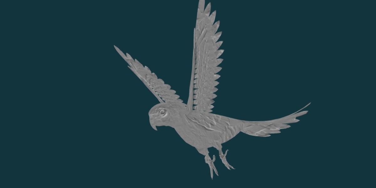 Sun Conures Parakeet Bird Low-poly 3D model_8