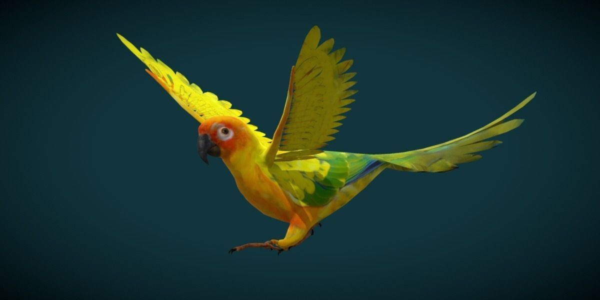 Sun Conures Parakeet Bird Low-poly 3D model_7