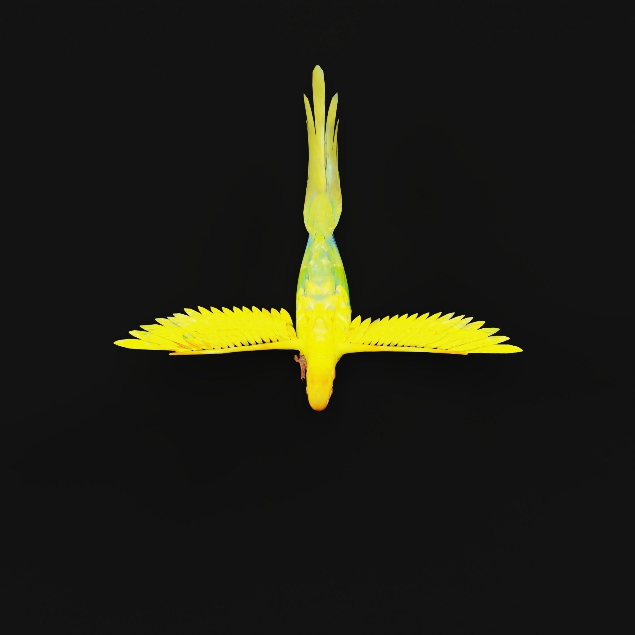 Sun Conures Parakeet Bird Low-poly 3D model_5