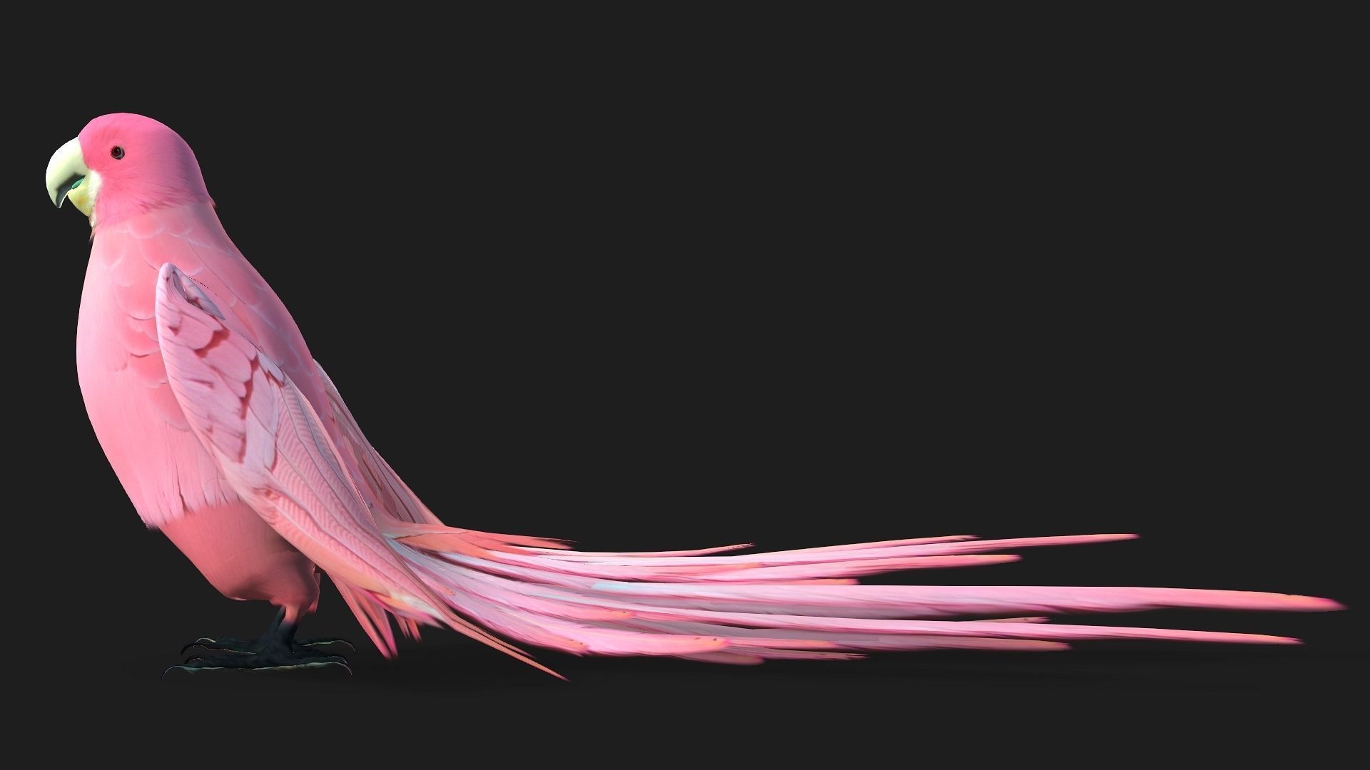 Parrot A8 3D model_11