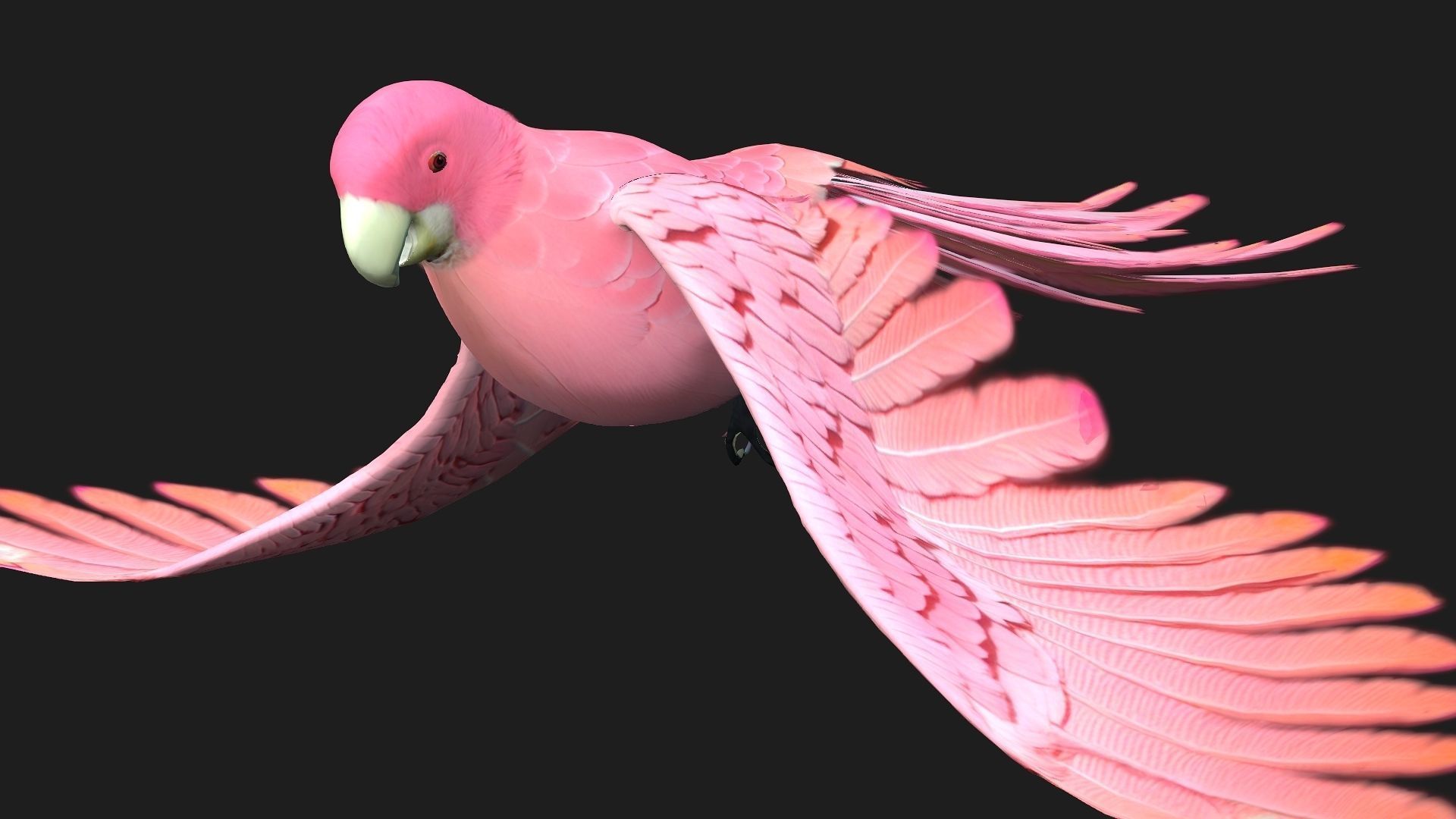 Parrot A8 3D model_6