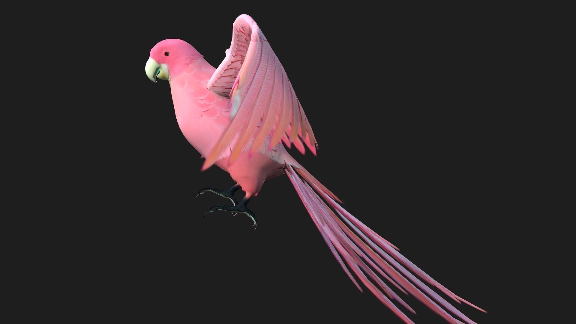 Parrot A8 3D model_2