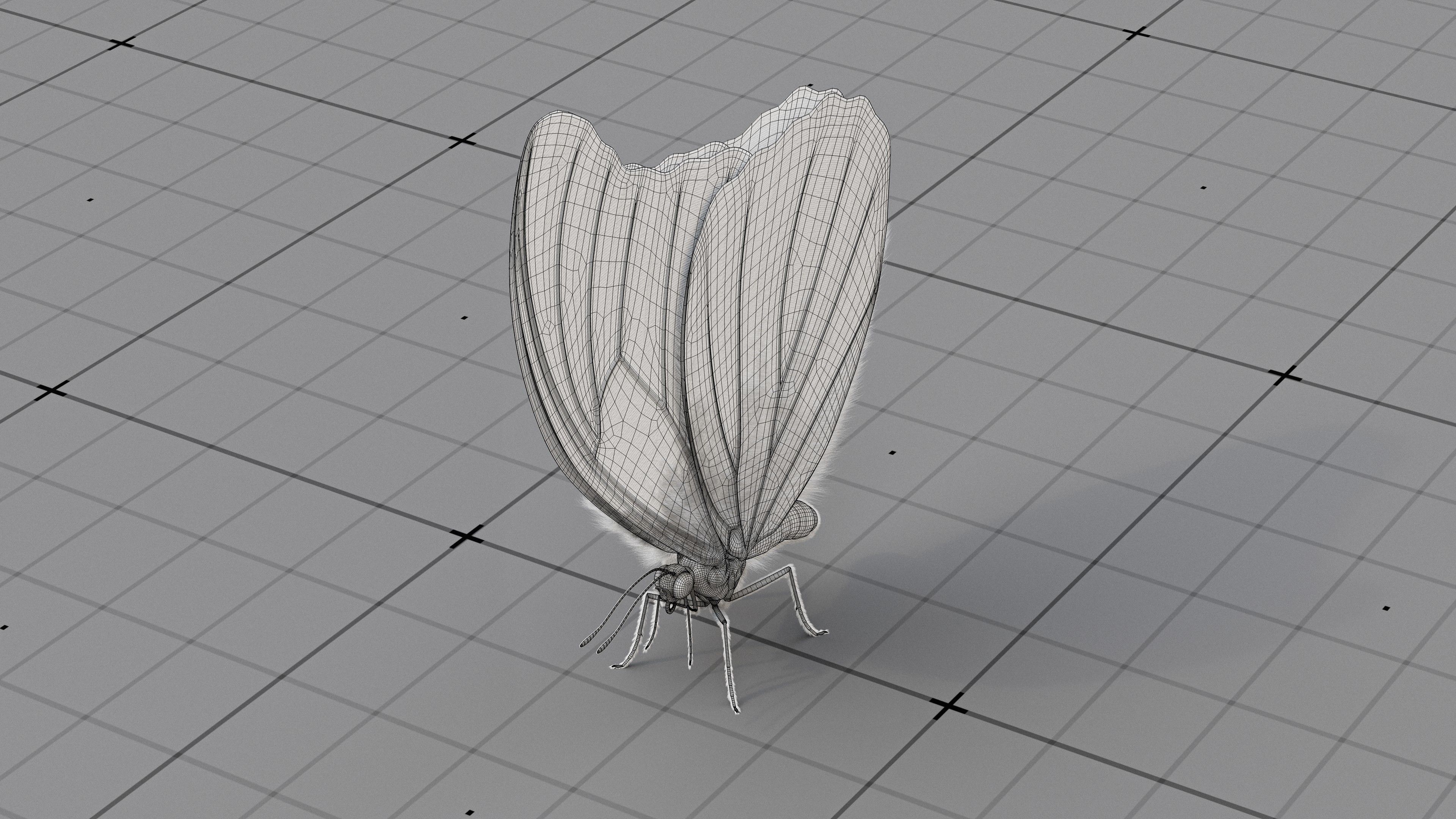 The Blue Morpho butterfly  3D model_24