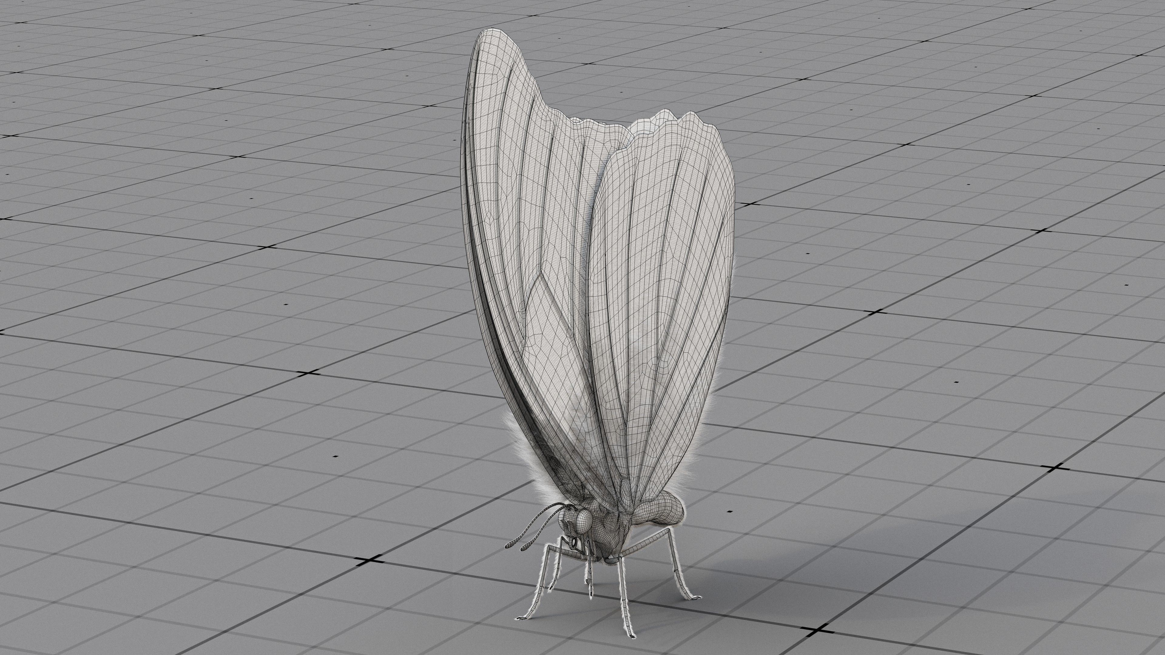 The Blue Morpho butterfly  3D model_27