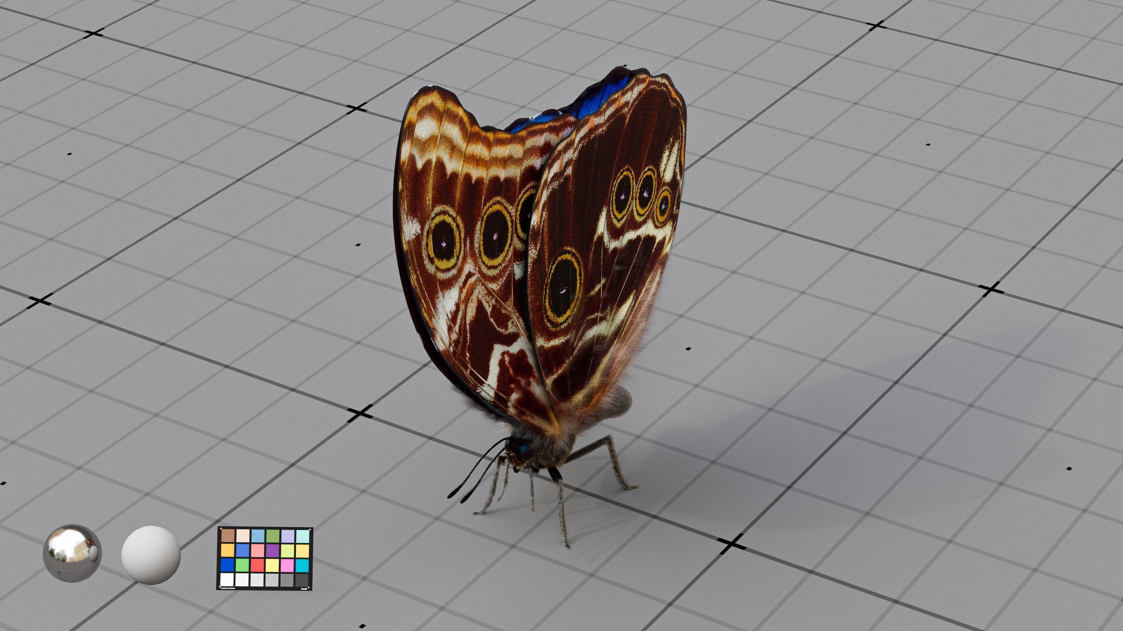 The Blue Morpho butterfly  3D model_6