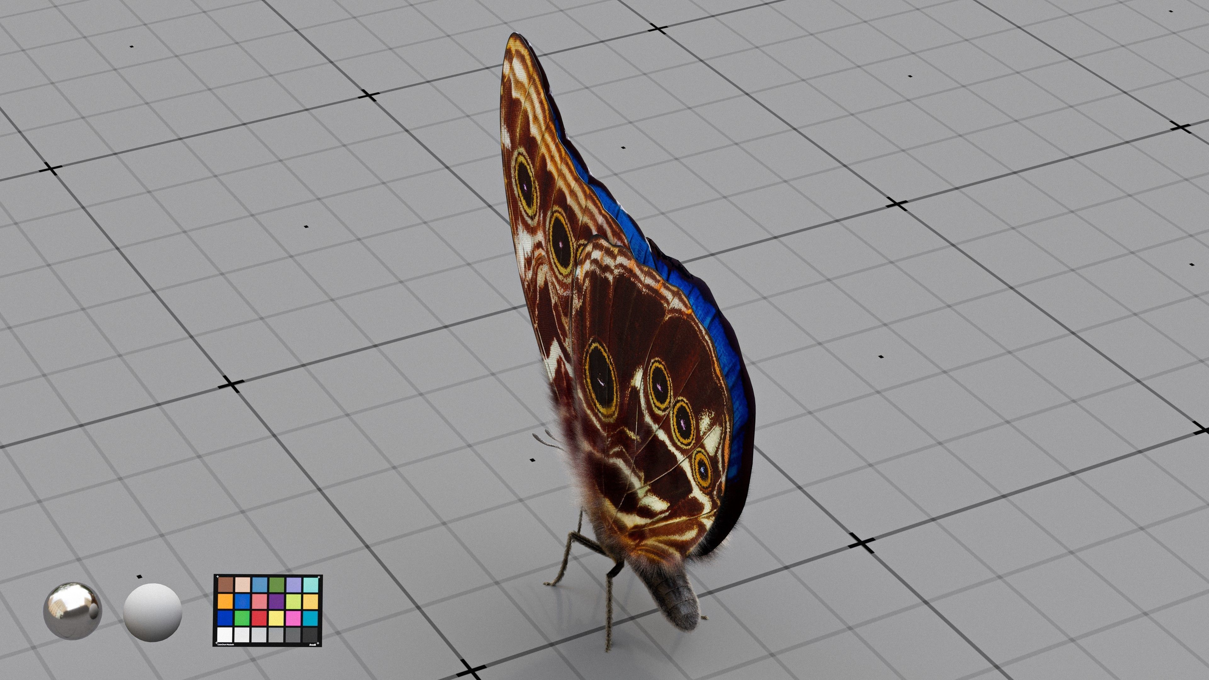 The Blue Morpho butterfly  3D model_8