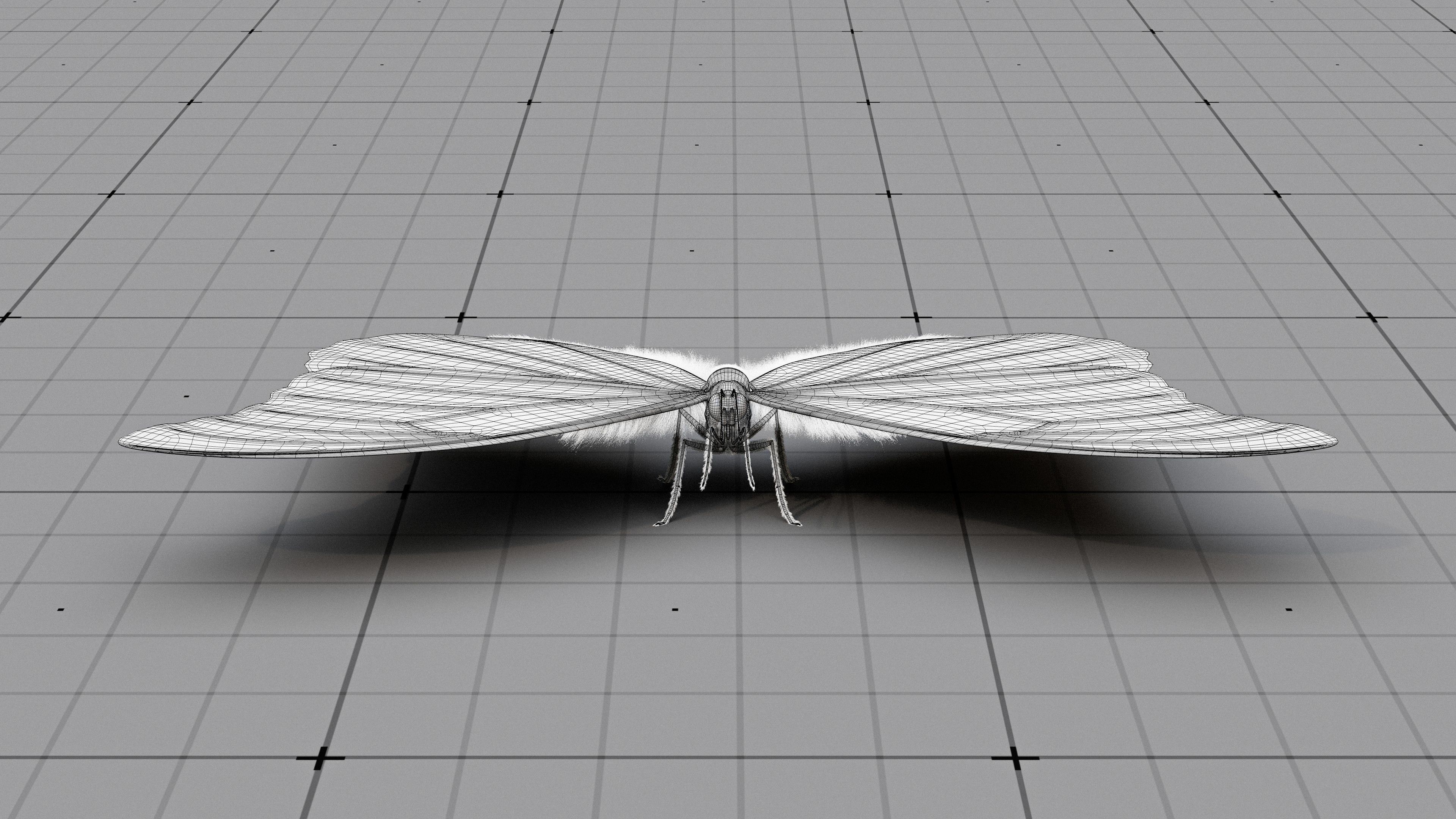 The Blue Morpho butterfly  3D model_21