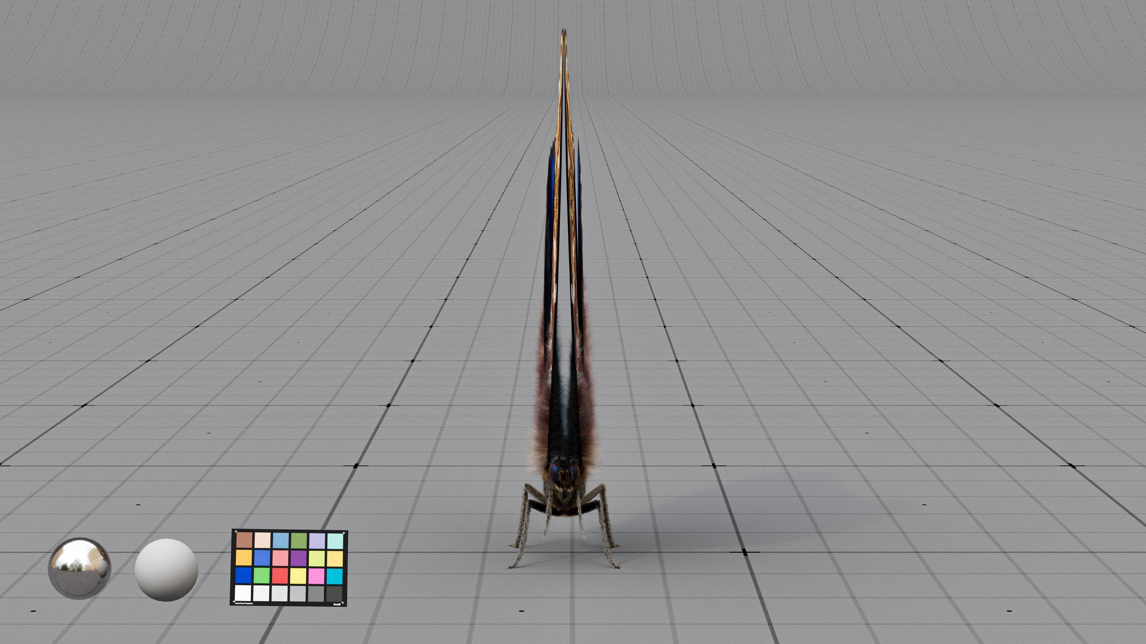 The Blue Morpho butterfly  3D model_7