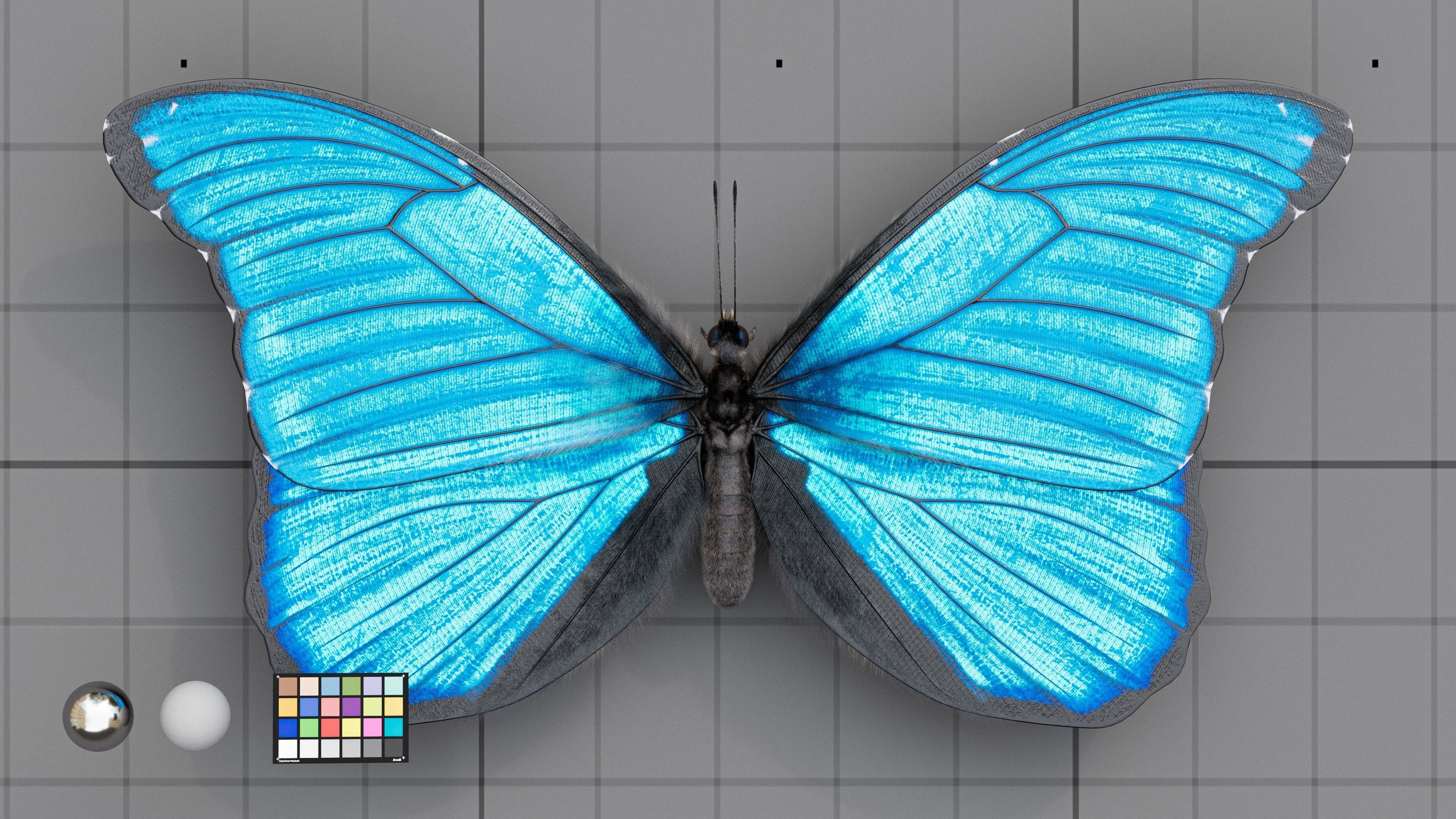 The Blue Morpho butterfly  3D model_4