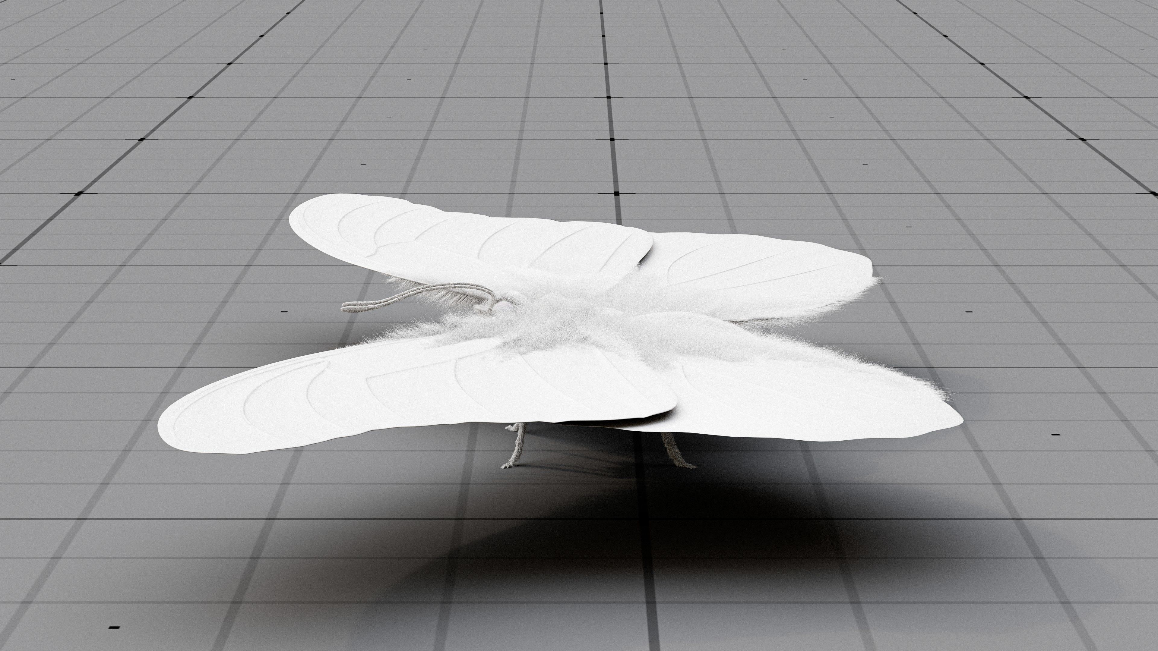 The Blue Morpho butterfly  3D model_14