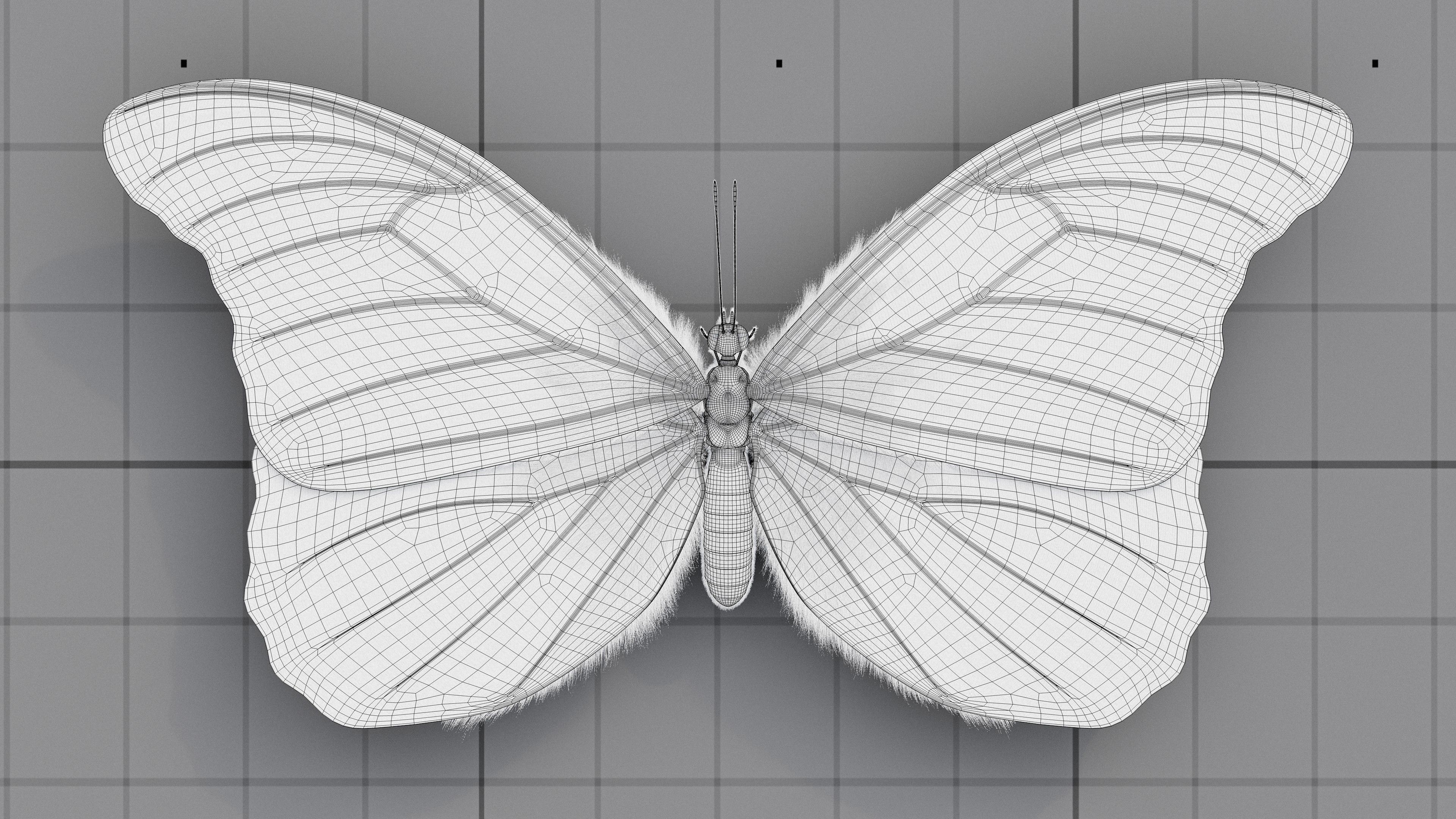 The Blue Morpho butterfly  3D model_22