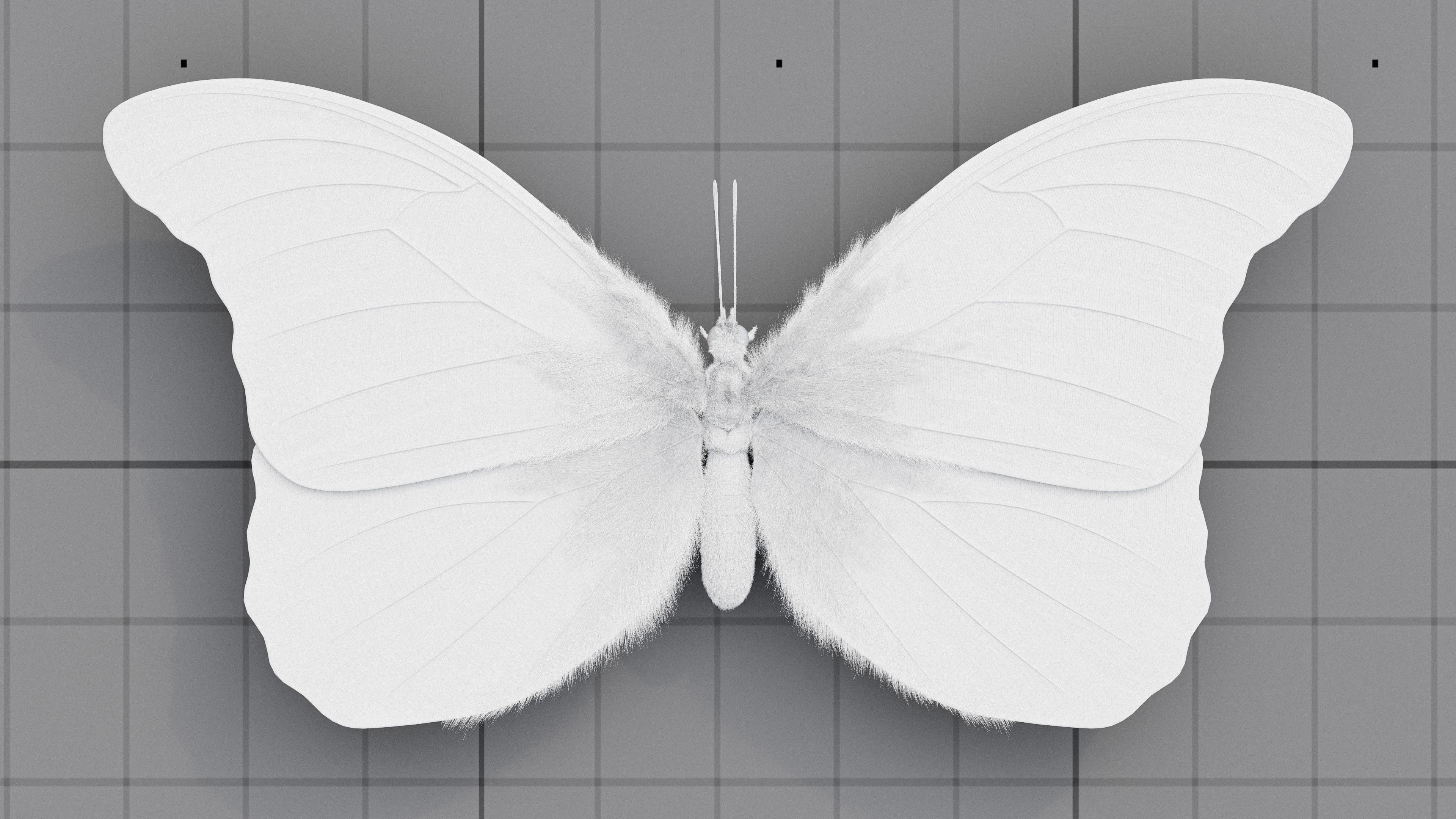 The Blue Morpho butterfly  3D model_13