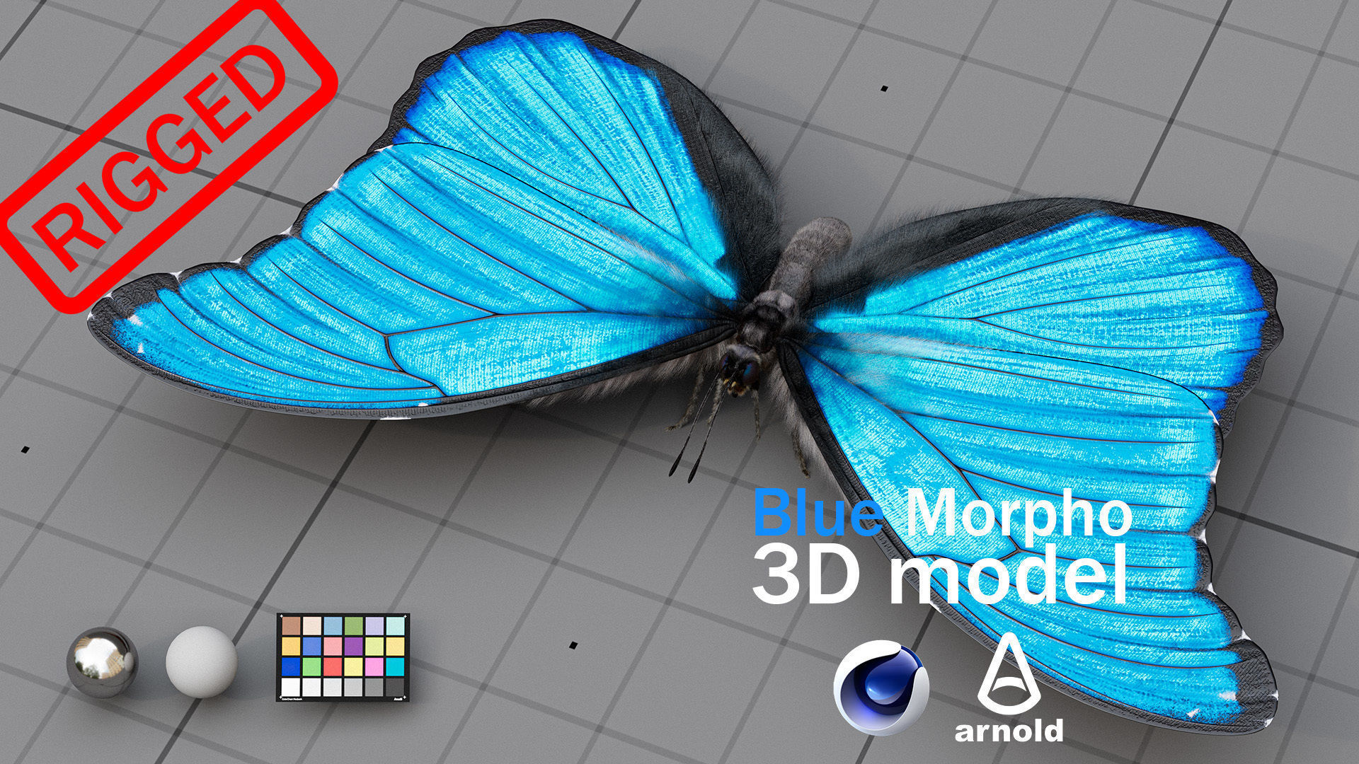 The Blue Morpho butterfly  3D model_28