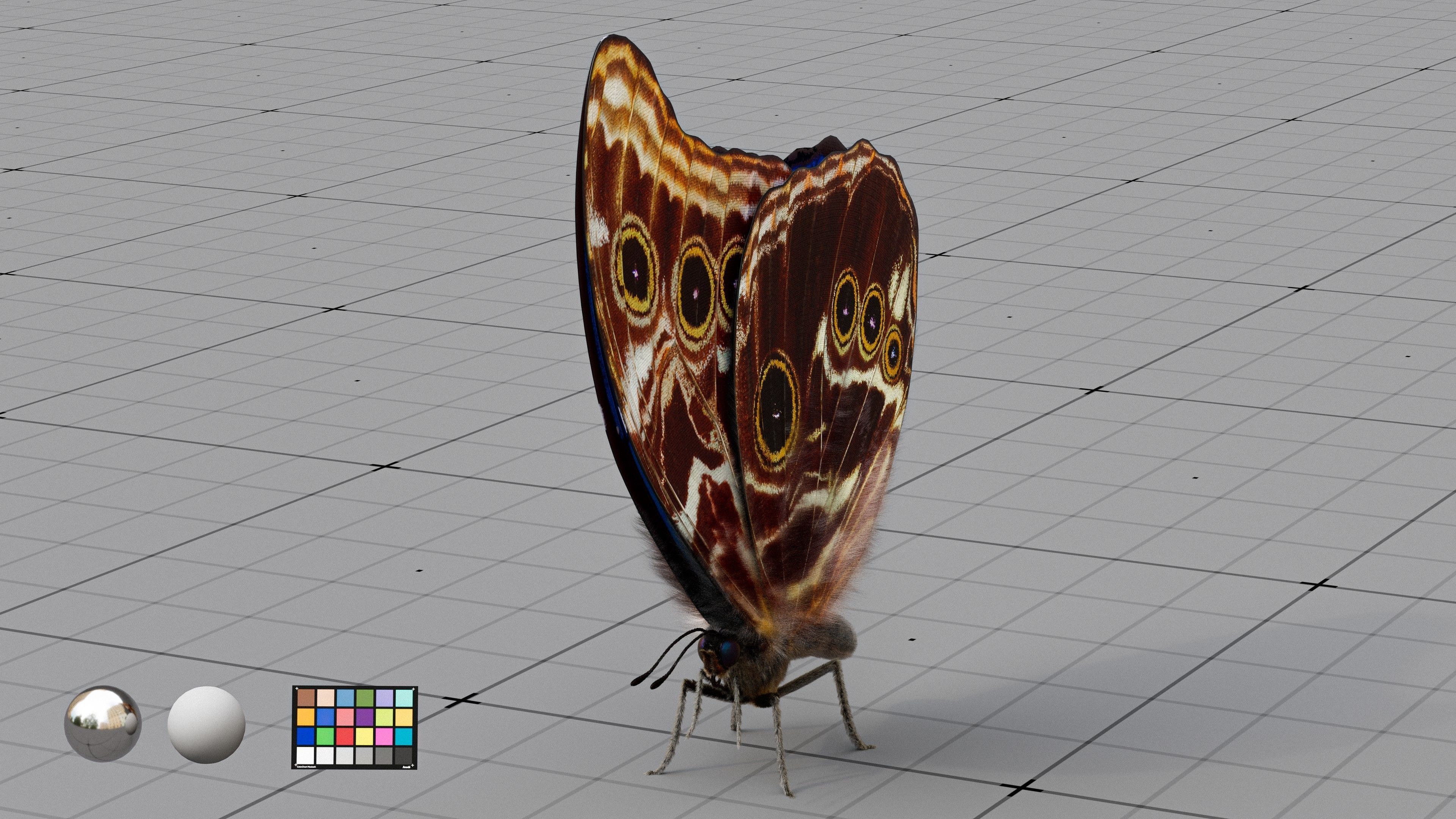 The Blue Morpho butterfly  3D model_9