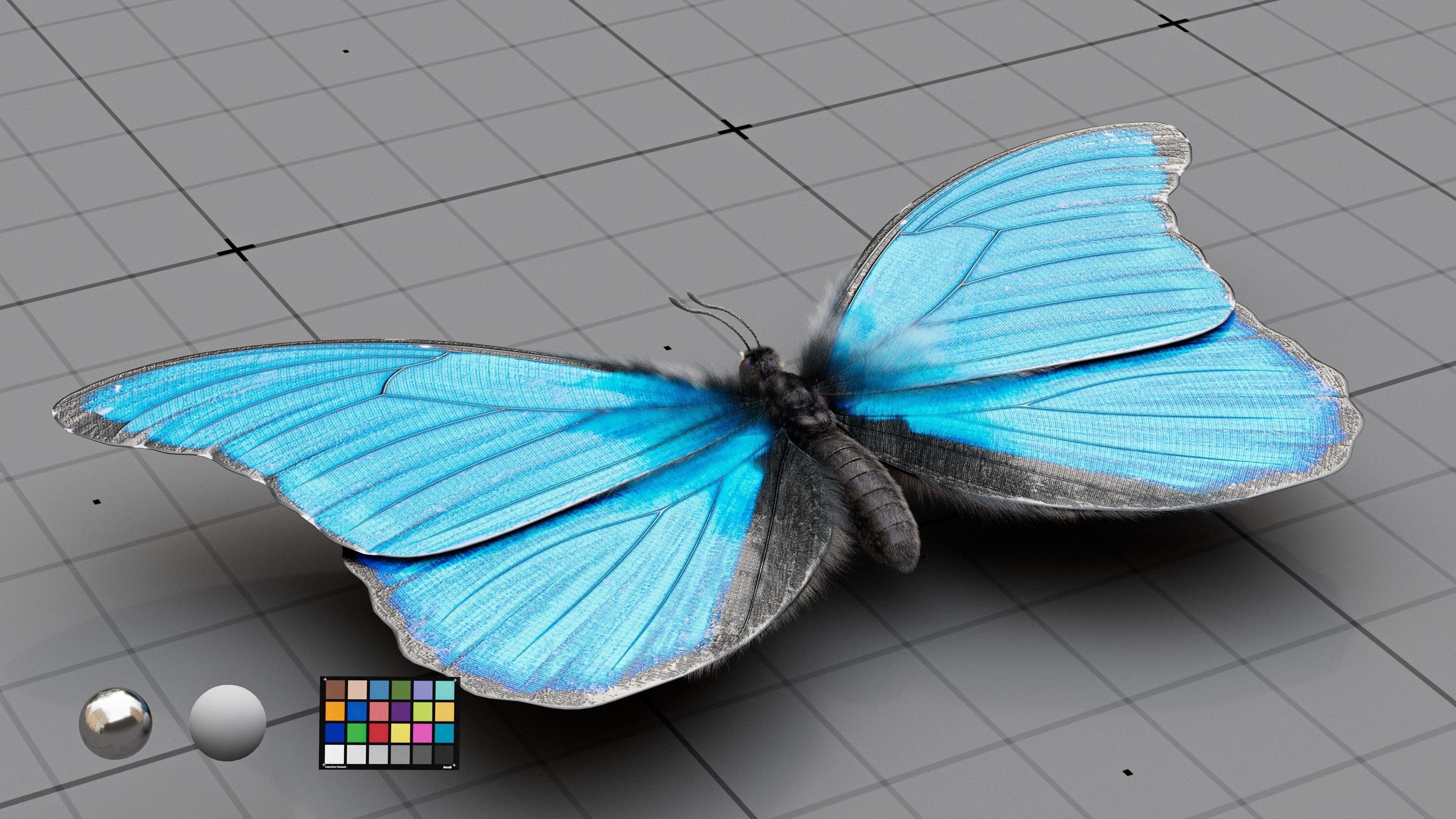 The Blue Morpho butterfly  3D model_2
