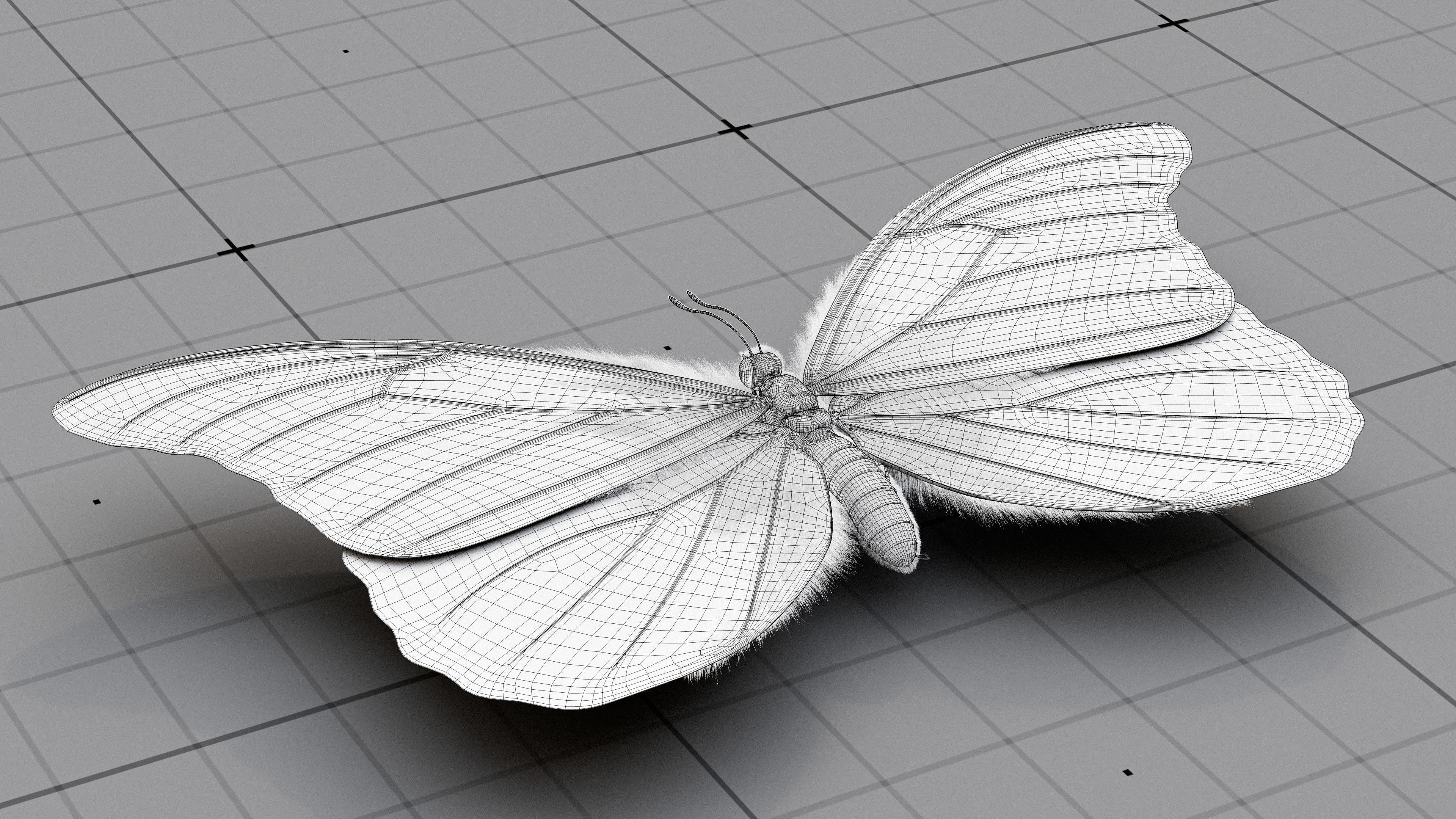 The Blue Morpho butterfly  3D model_20