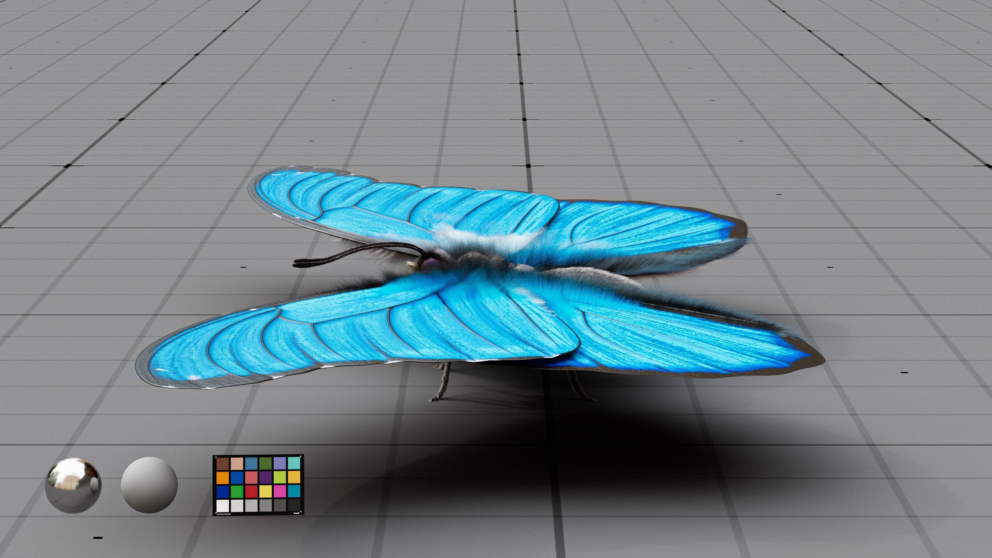 The Blue Morpho butterfly  3D model_5