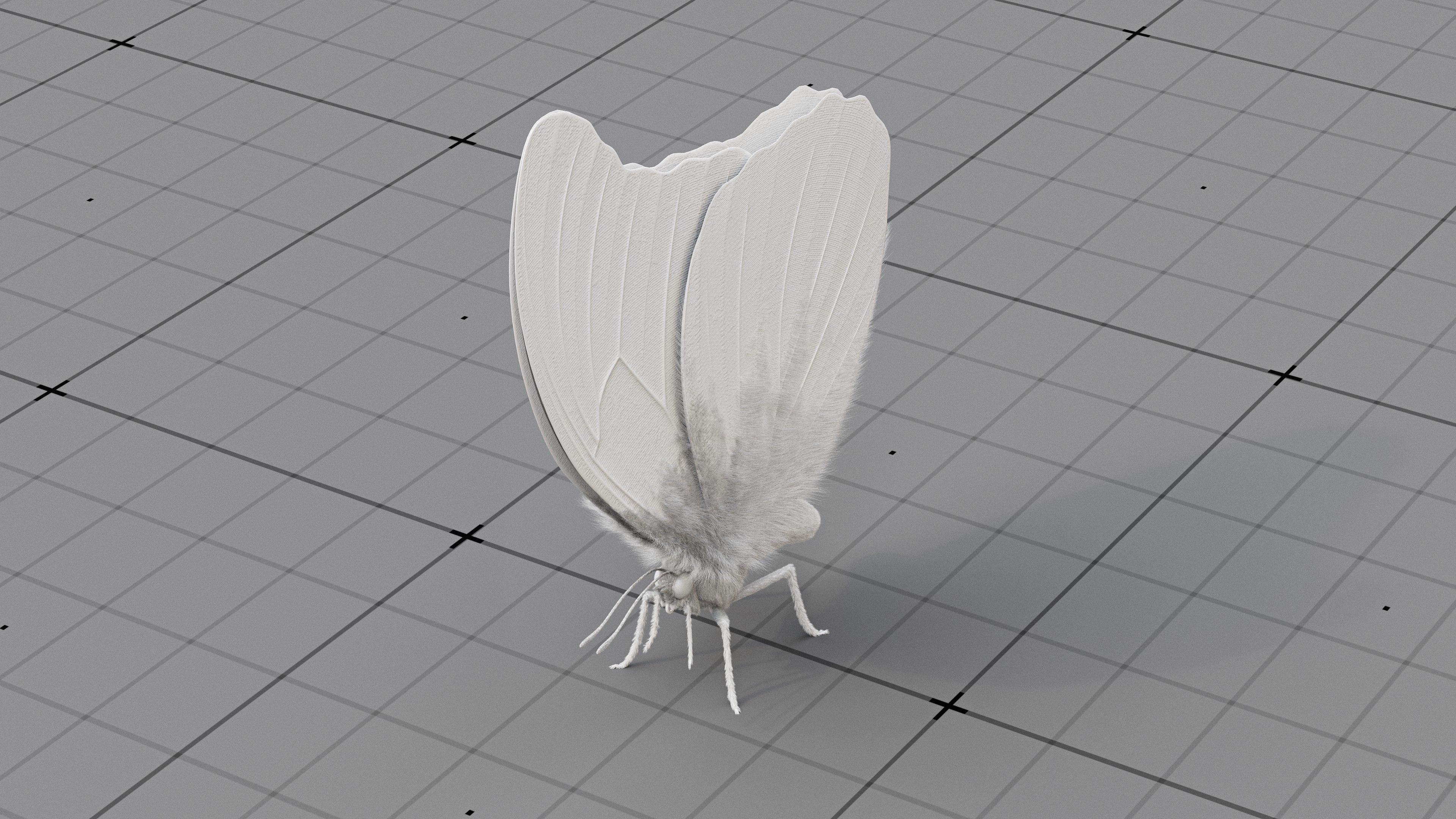 The Blue Morpho butterfly  3D model_15