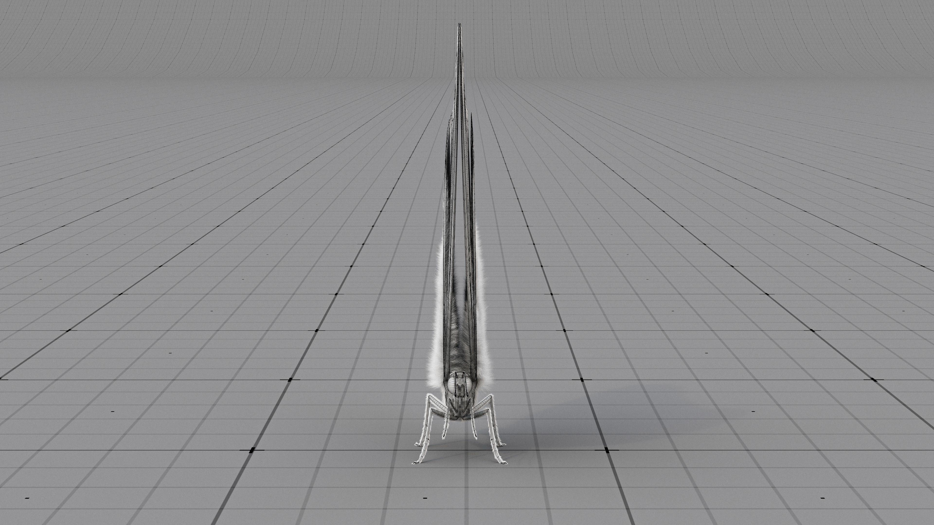 The Blue Morpho butterfly  3D model_25