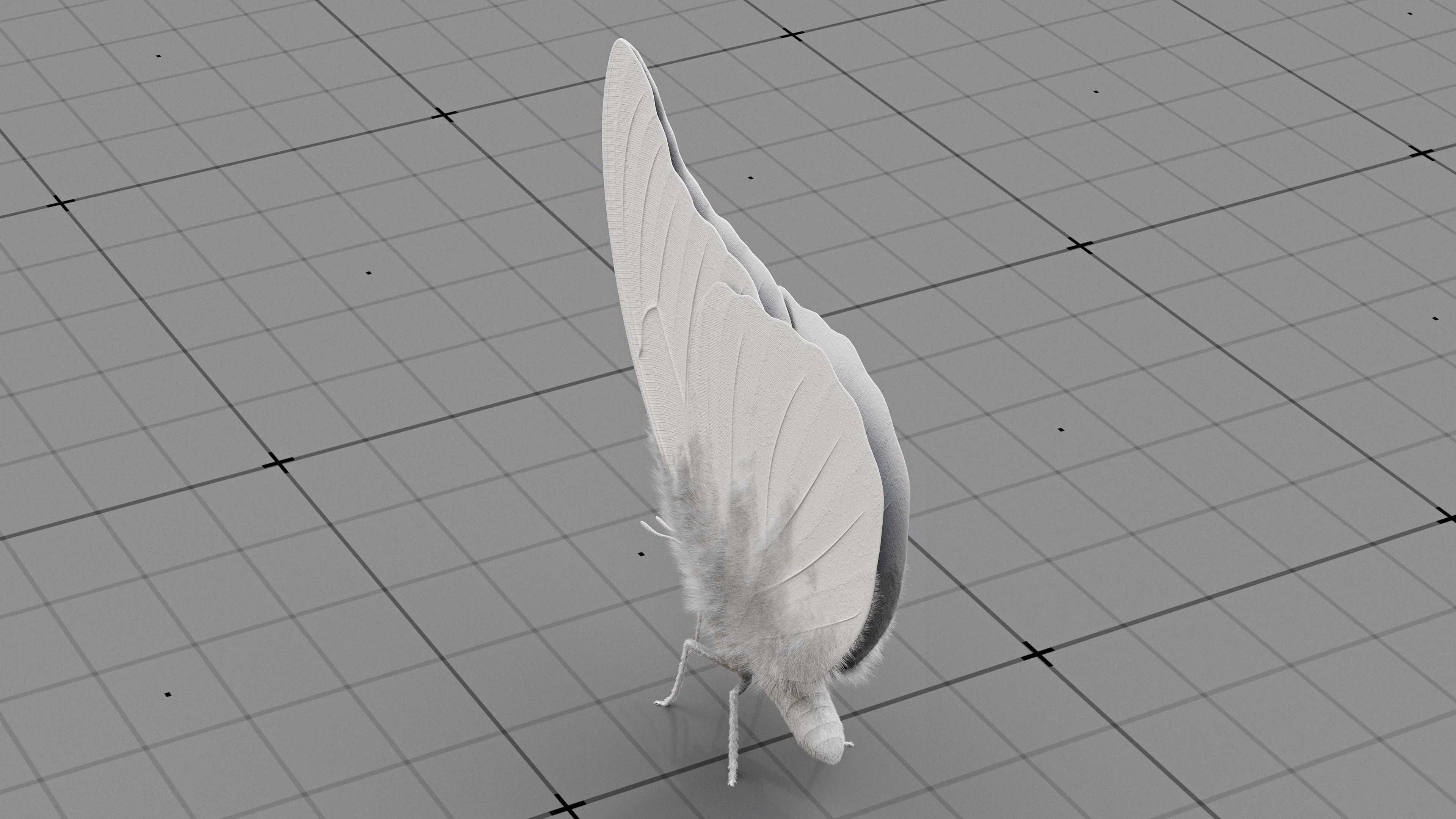 The Blue Morpho butterfly  3D model_17