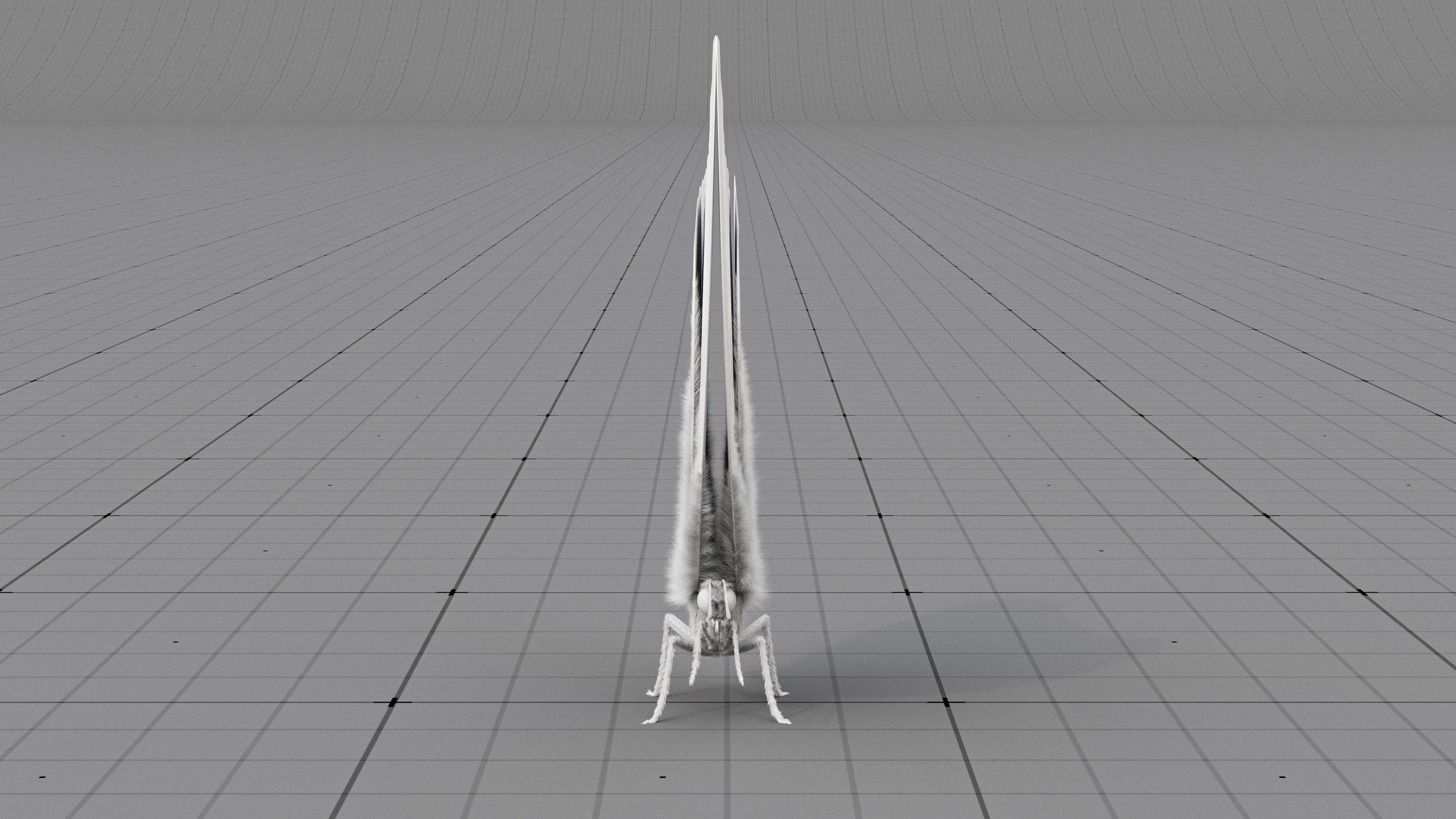 The Blue Morpho butterfly  3D model_16