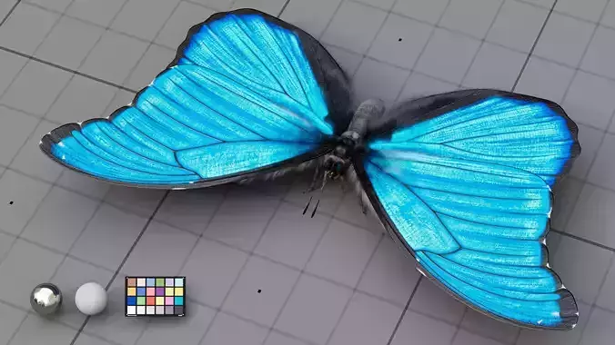 The Blue Morpho butterfly  3D model