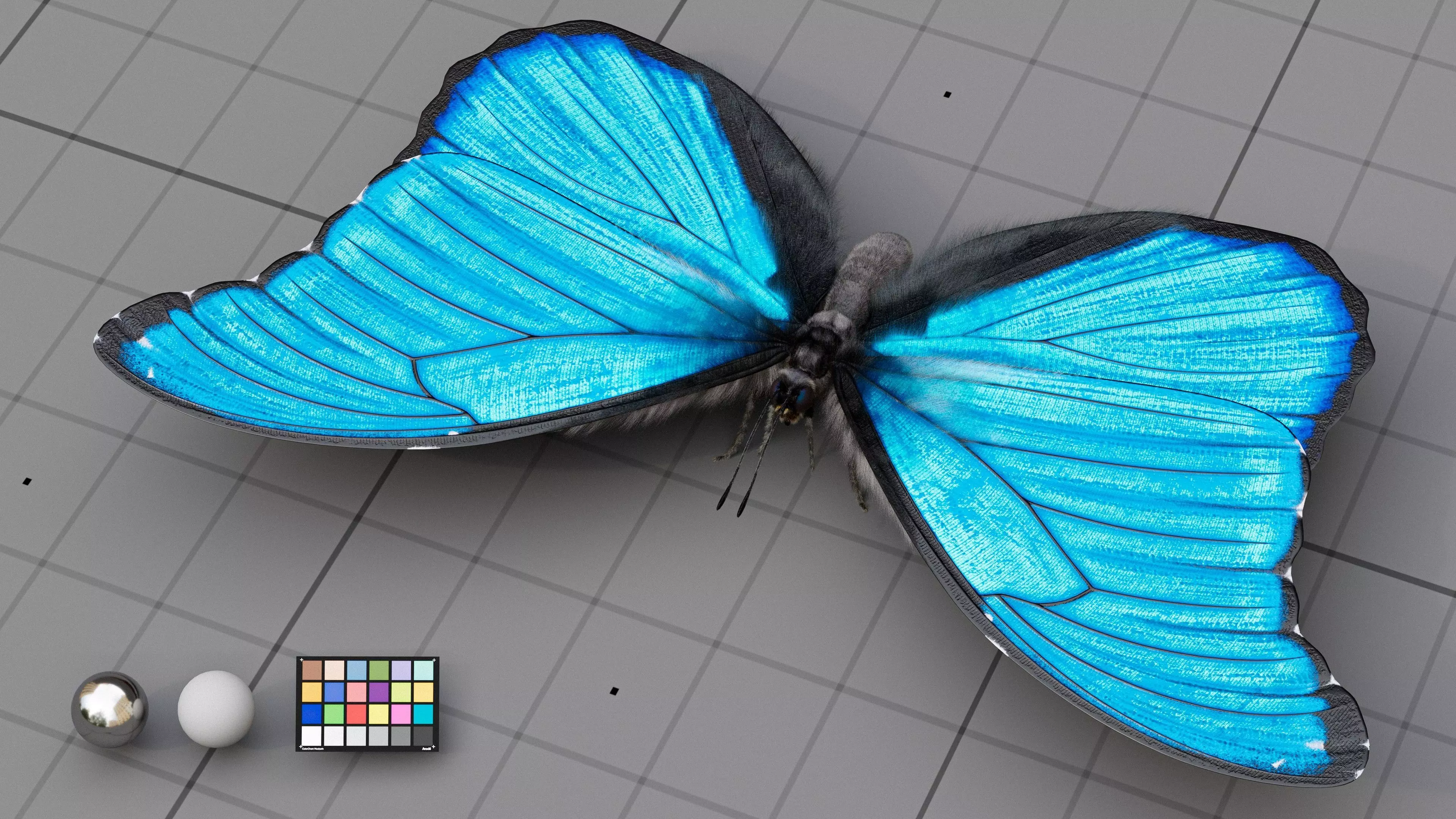 The Blue Morpho butterfly  3D model_0