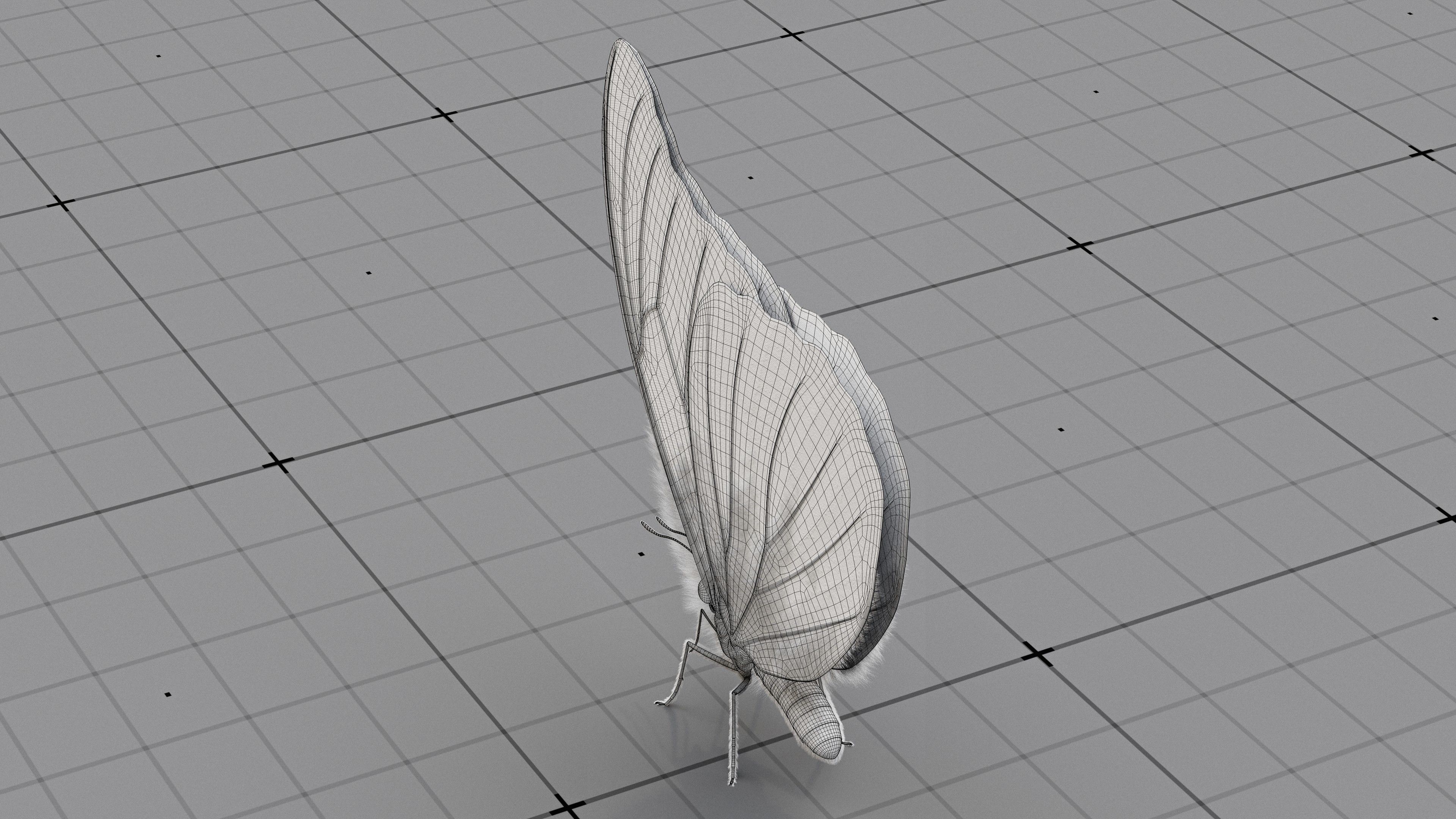 The Blue Morpho butterfly  3D model_26