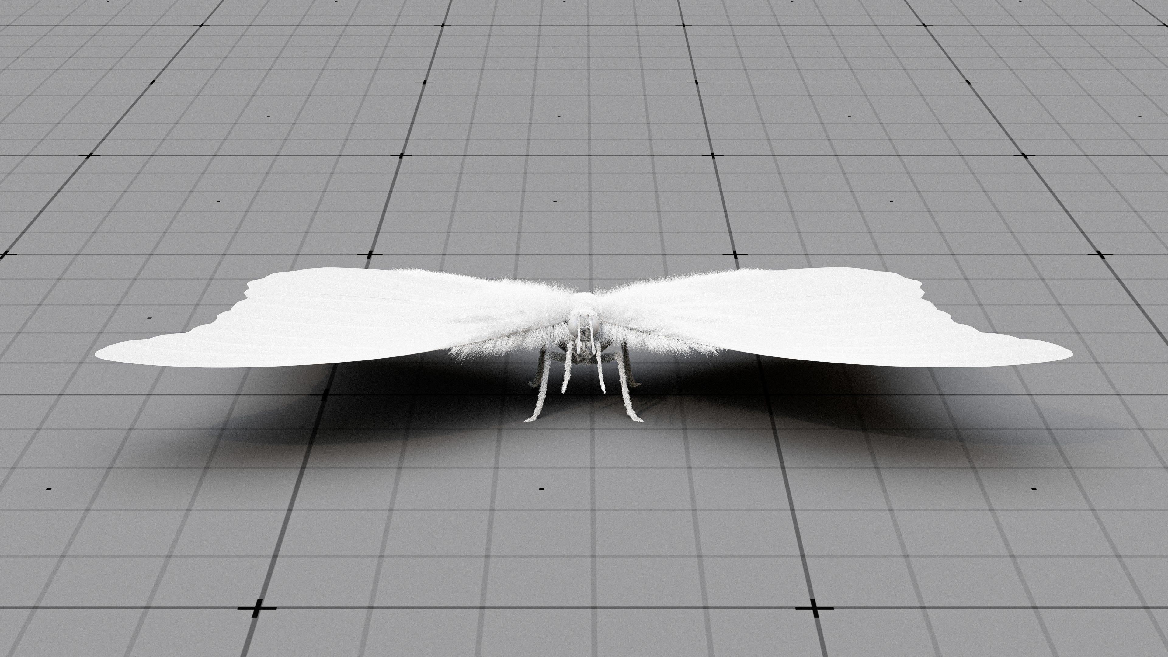 The Blue Morpho butterfly  3D model_12