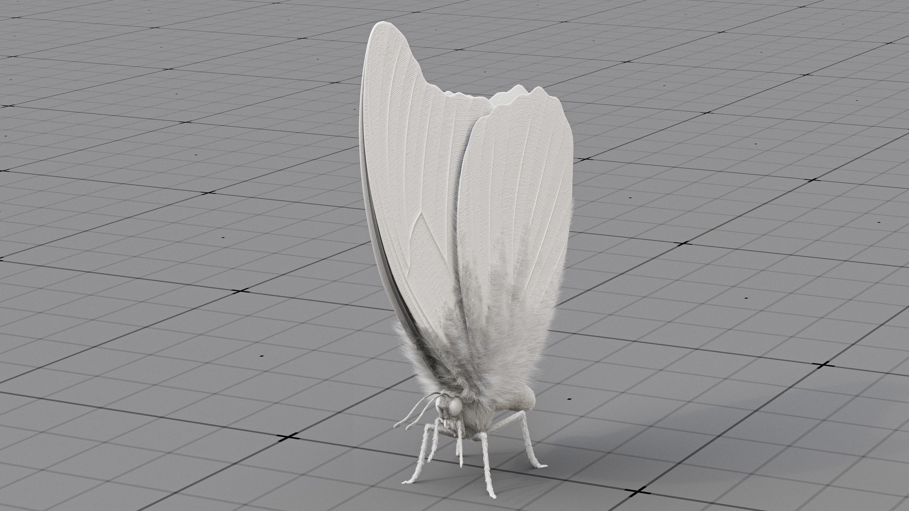 The Blue Morpho butterfly  3D model_18