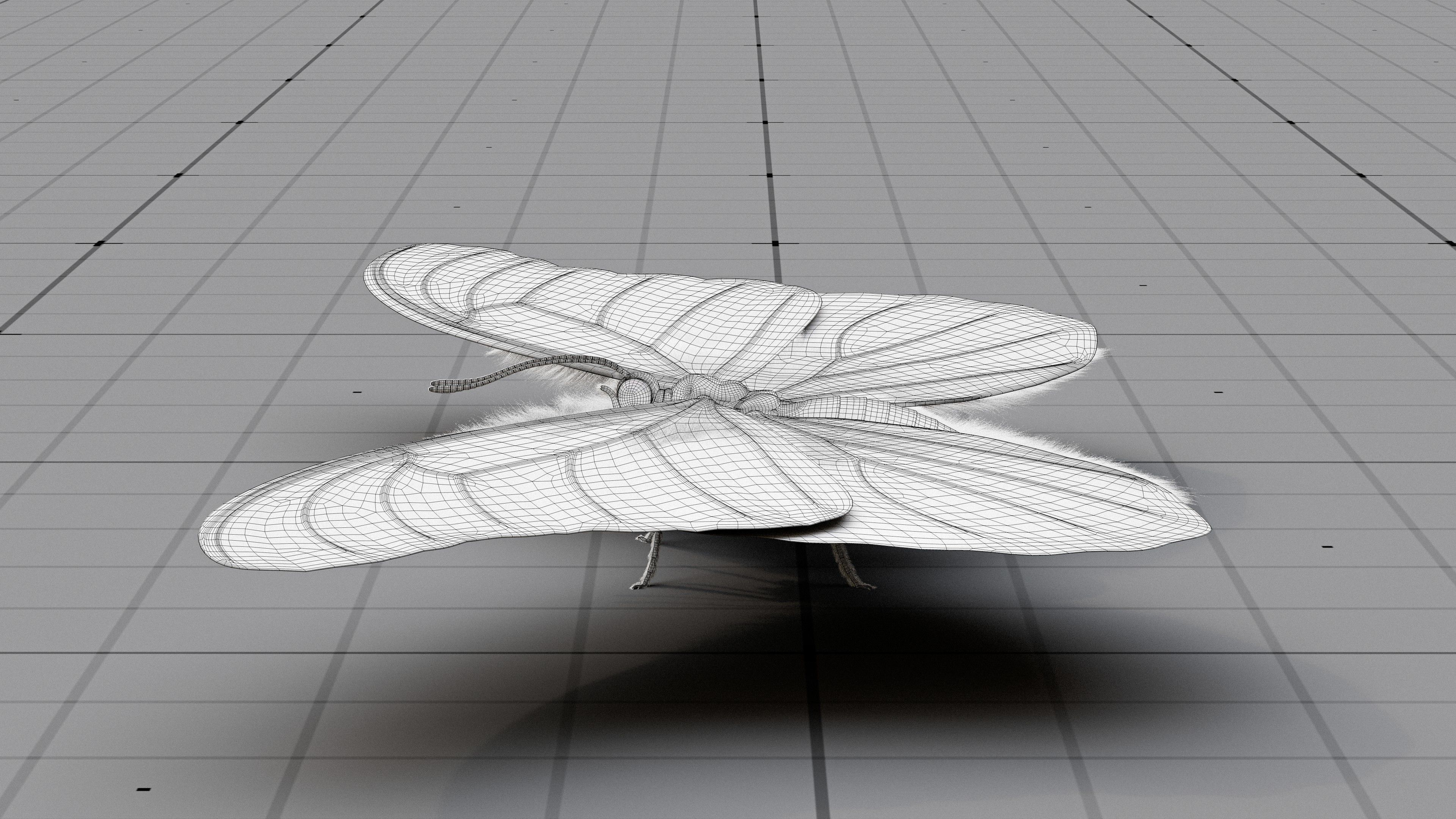 The Blue Morpho butterfly  3D model_23