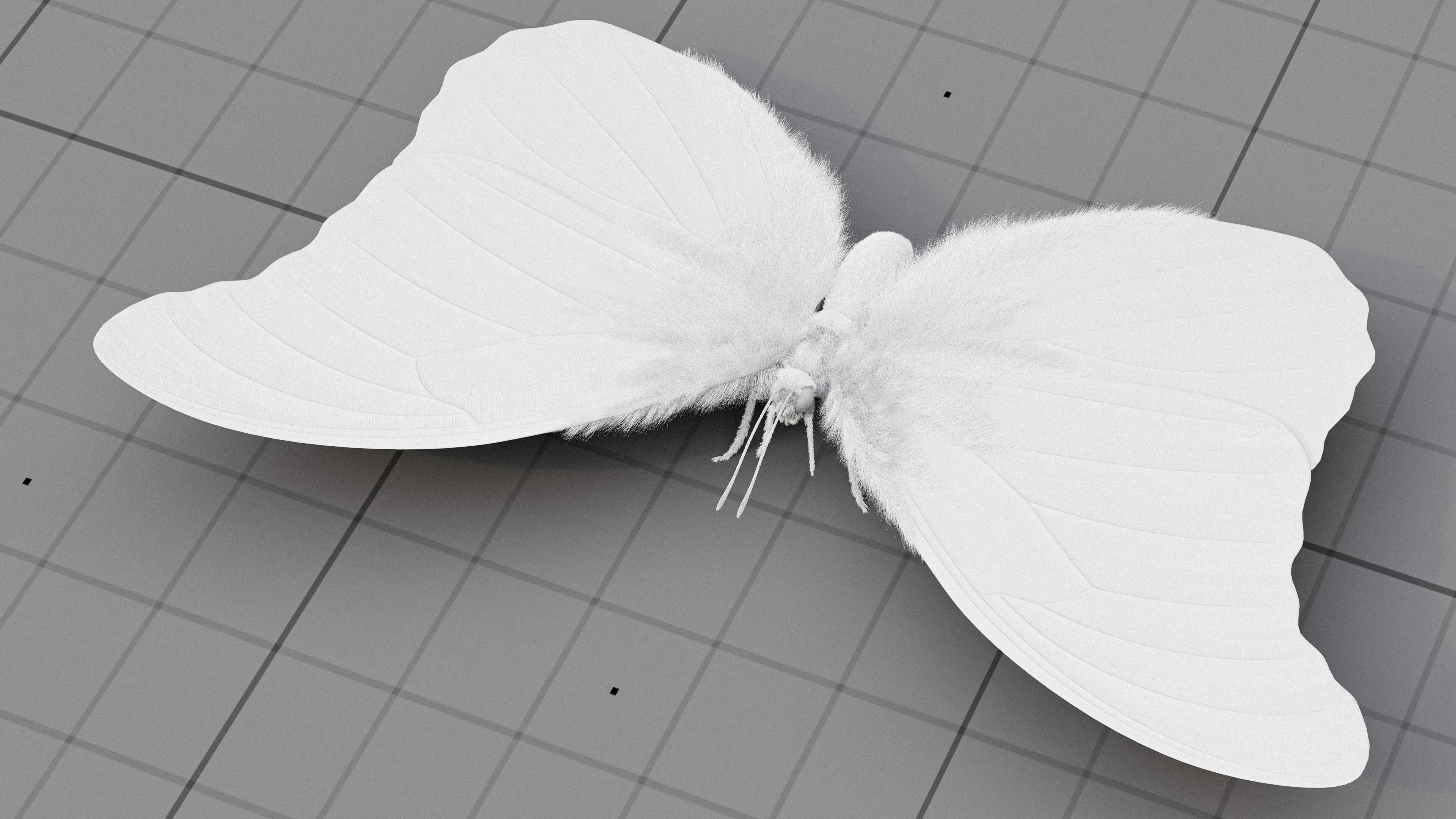 The Blue Morpho butterfly  3D model_10