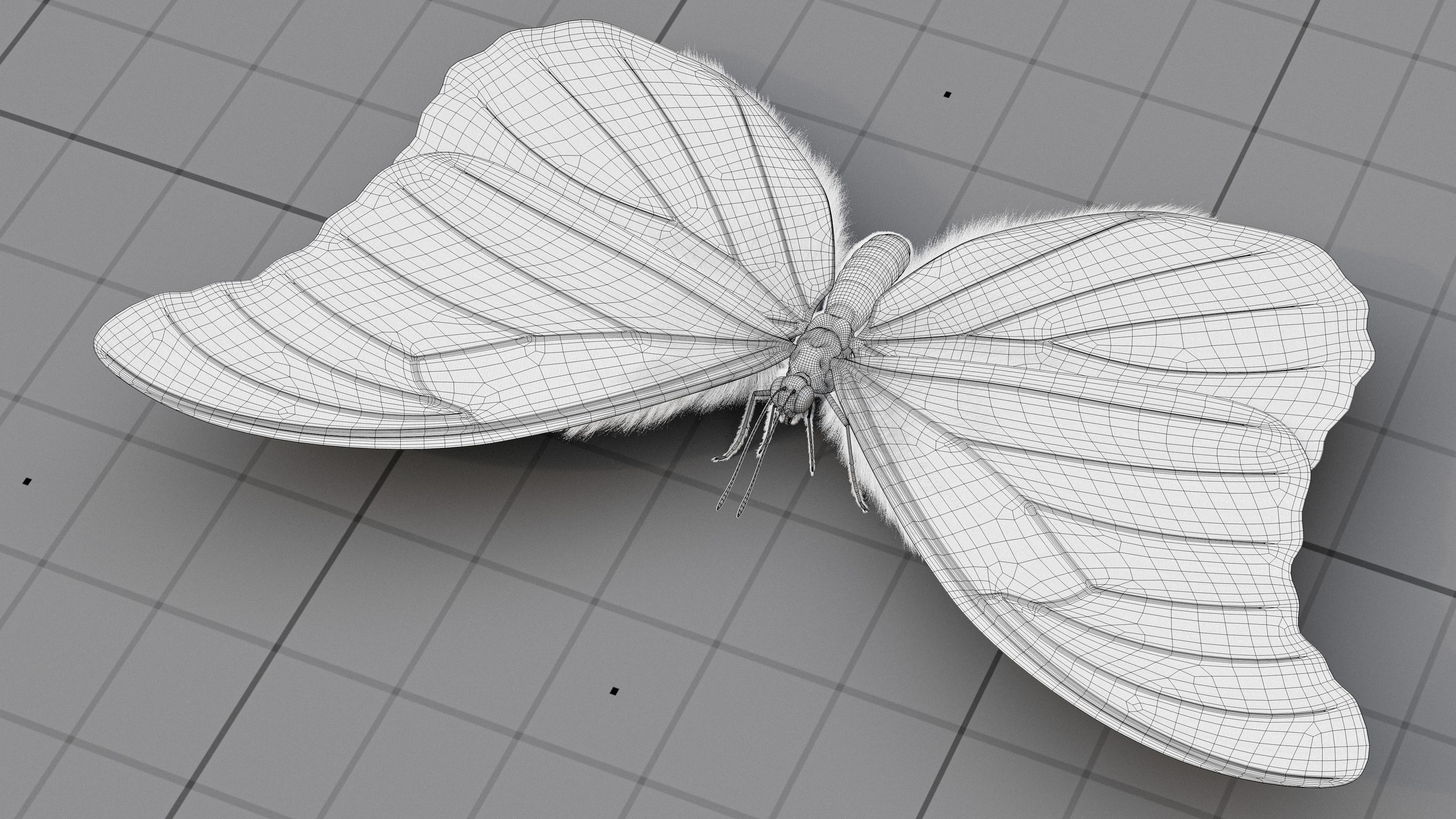 The Blue Morpho butterfly  3D model_19
