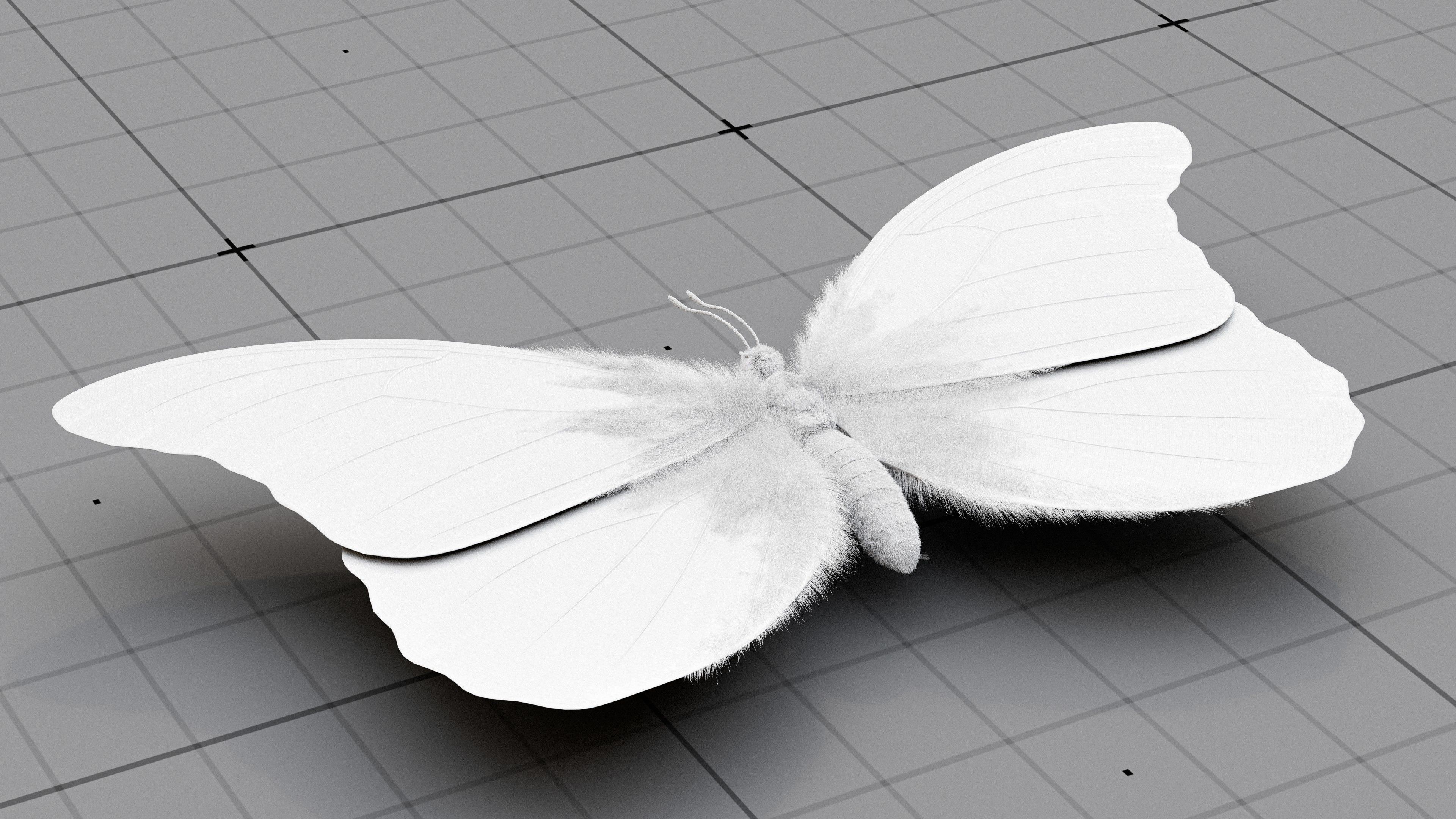 The Blue Morpho butterfly  3D model_11