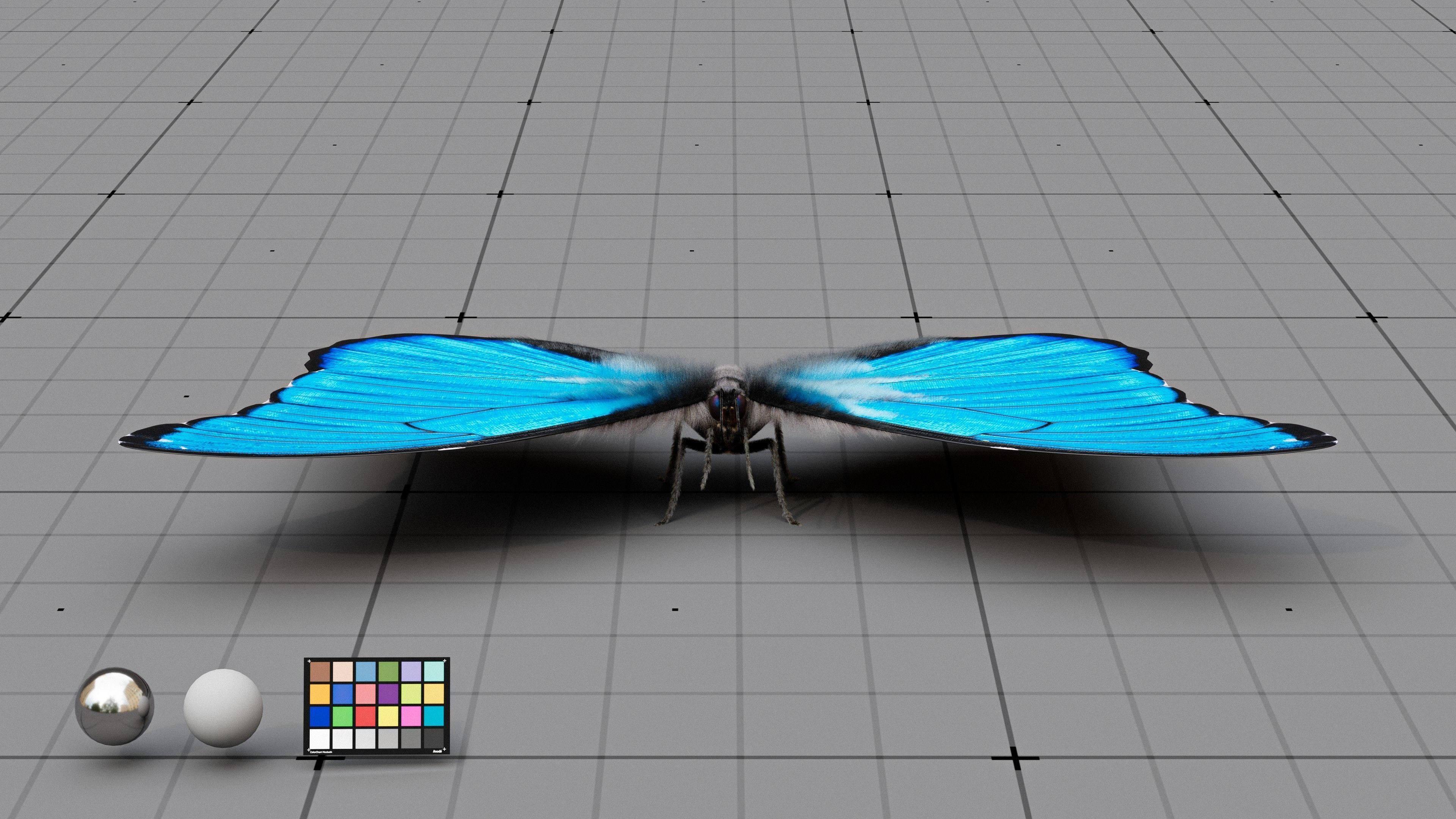 The Blue Morpho butterfly  3D model_3