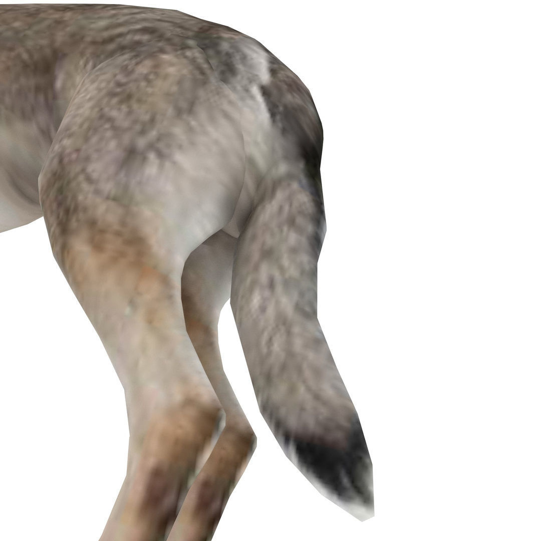 Eurasia Wolf Low-poly 3D model_7