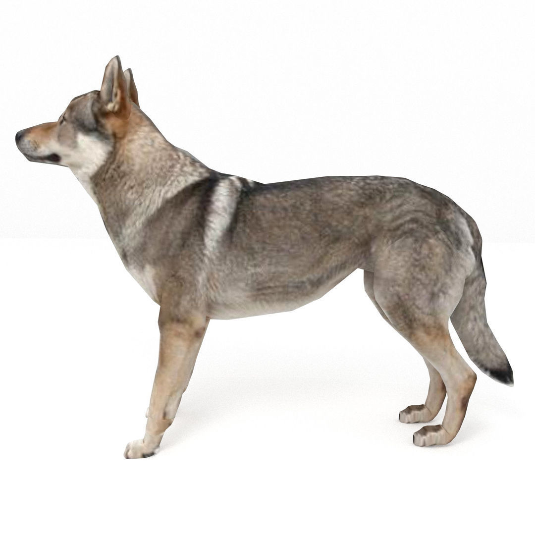 Eurasia Wolf Low-poly 3D model_3